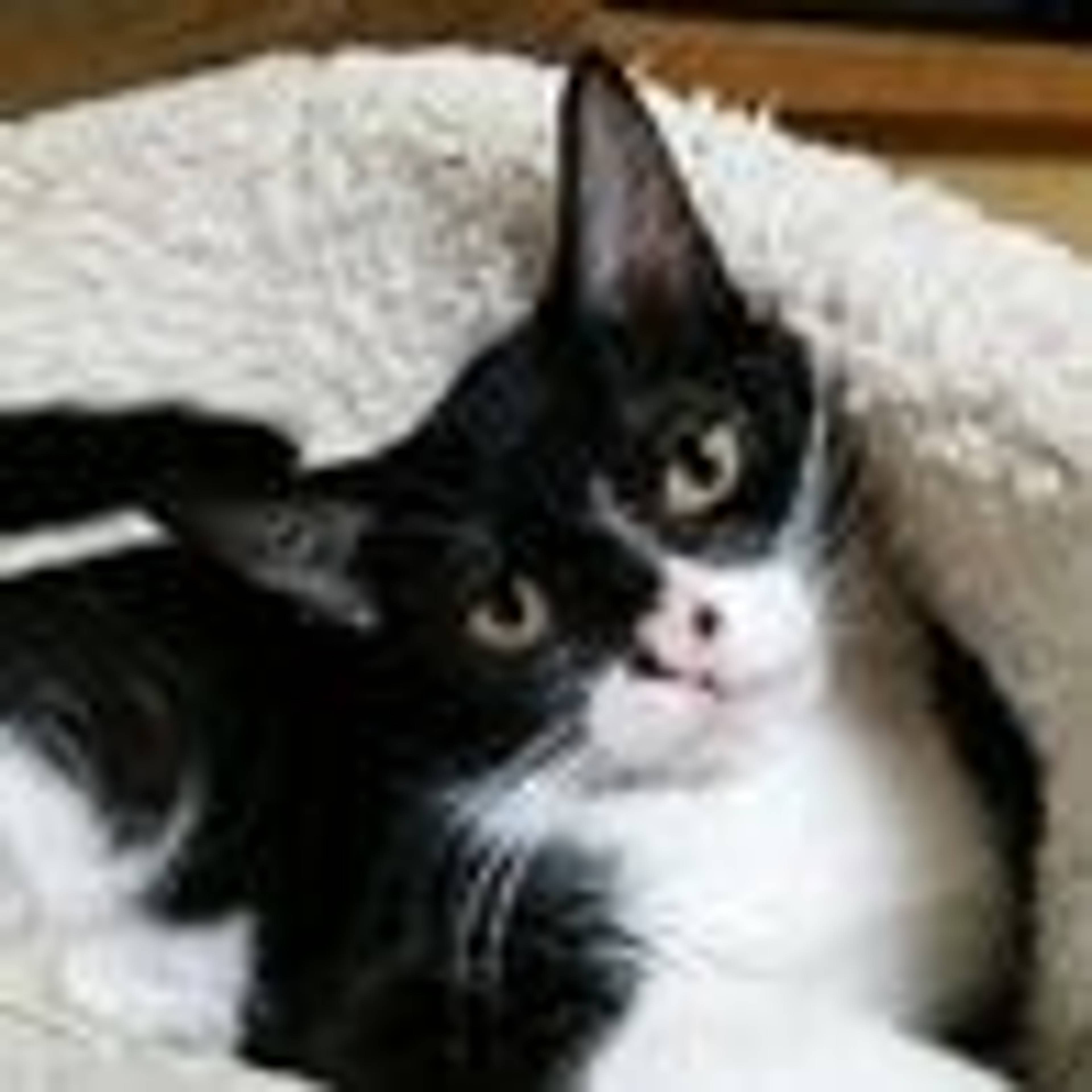 雑種（ミックス猫）・オスの里親募集の写真