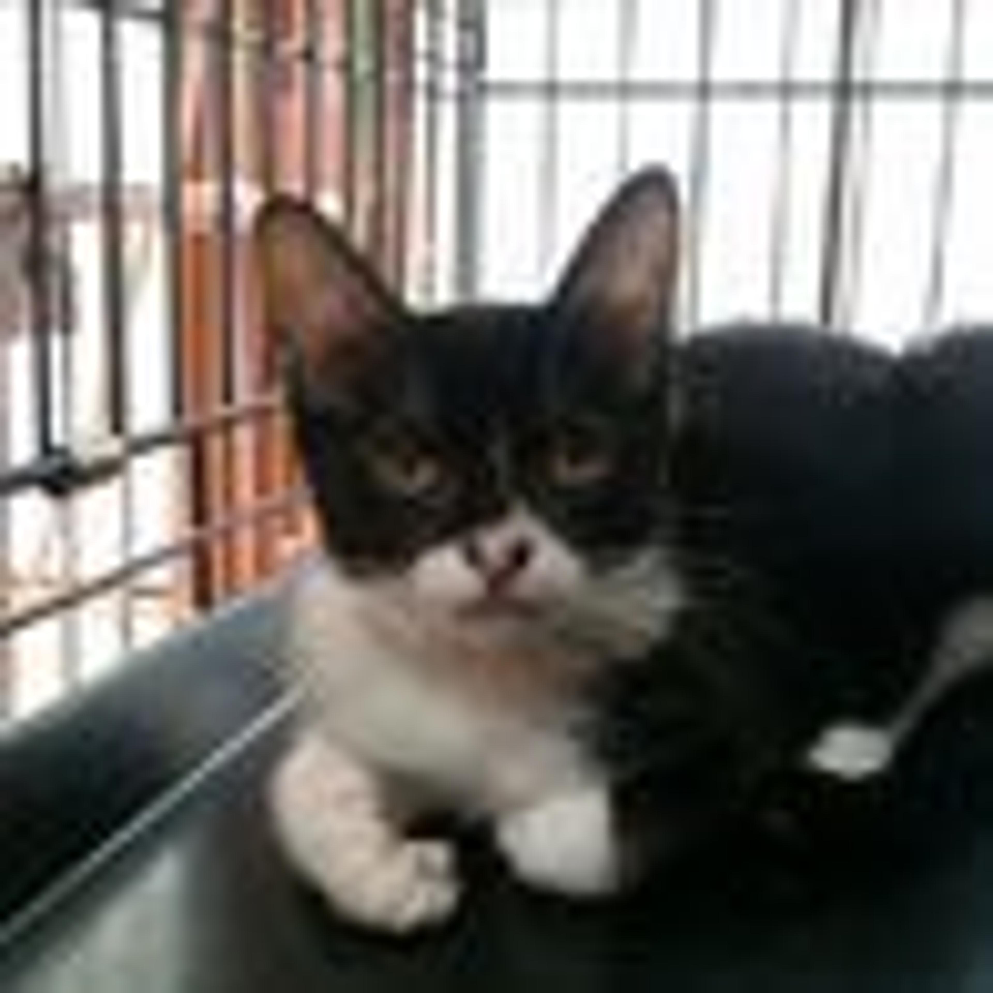 pet-image-3