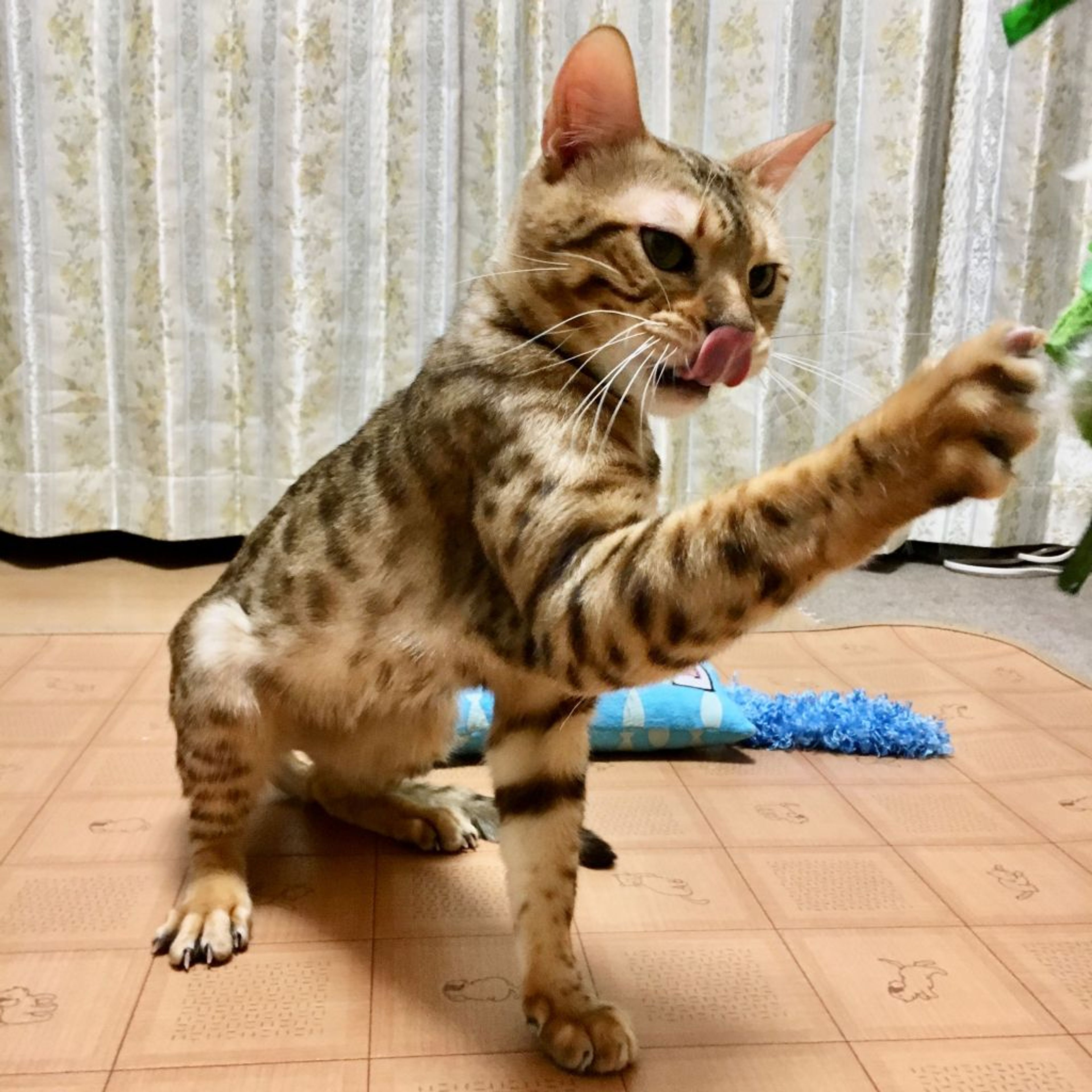 ベンガル・オスの里親募集の写真