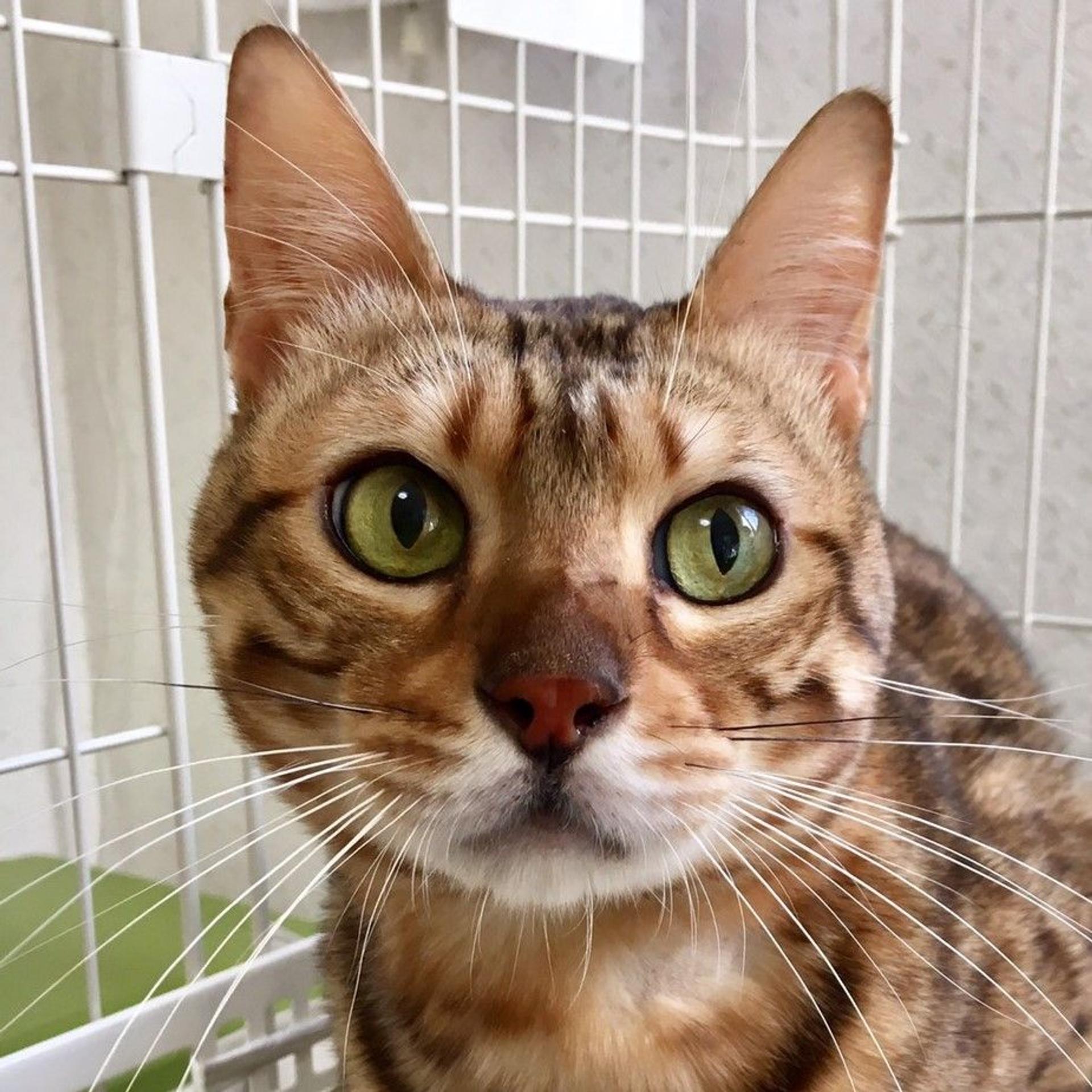 pet-image-3