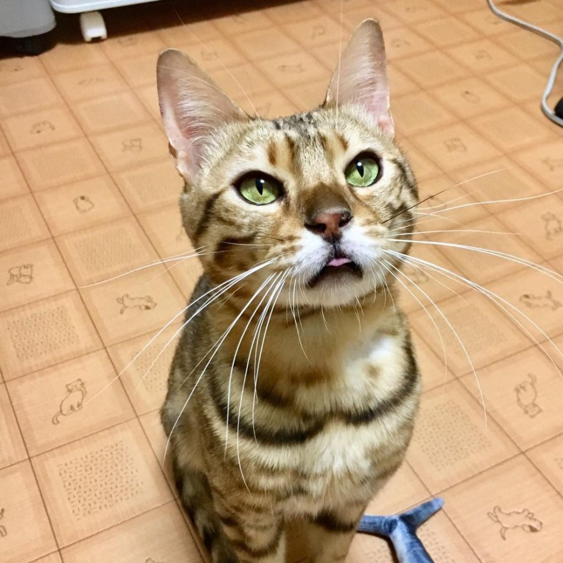 pet-image-6