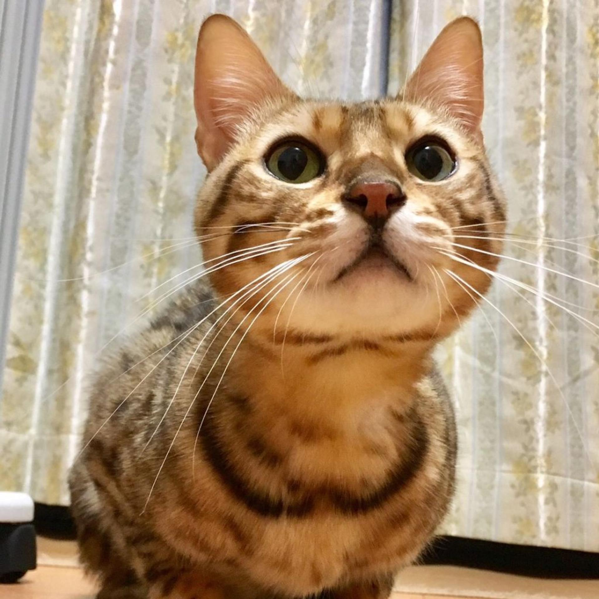 pet-image-9