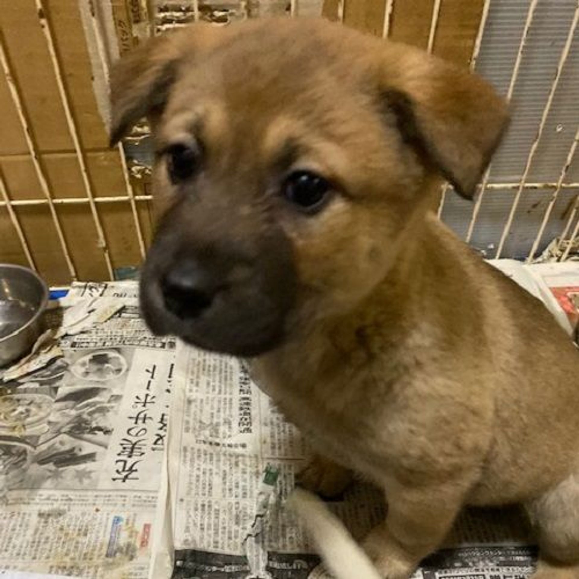 雑種（ミックス犬）・メスの里親募集の写真