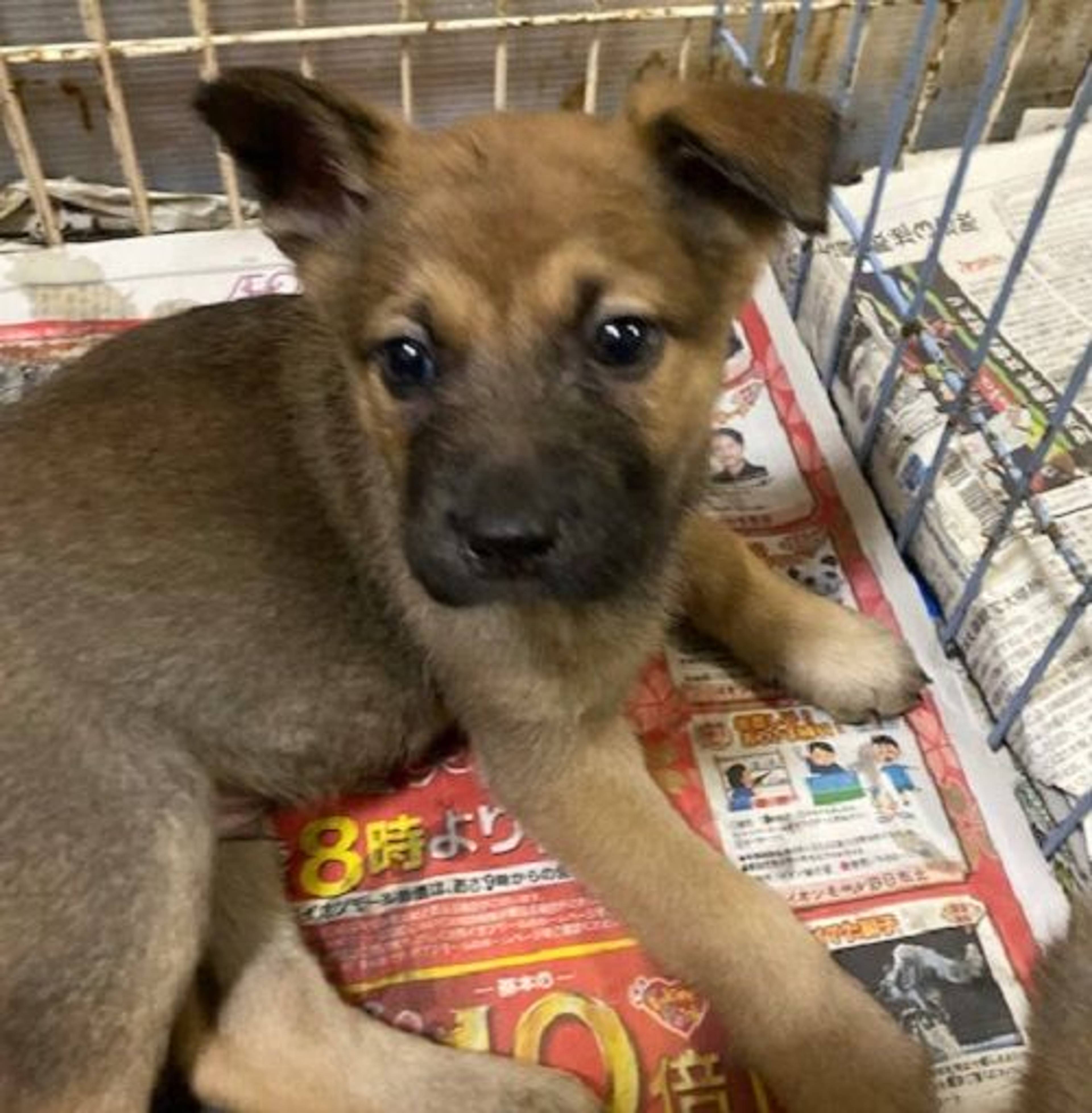 雑種（ミックス犬）・オスの里親募集の写真