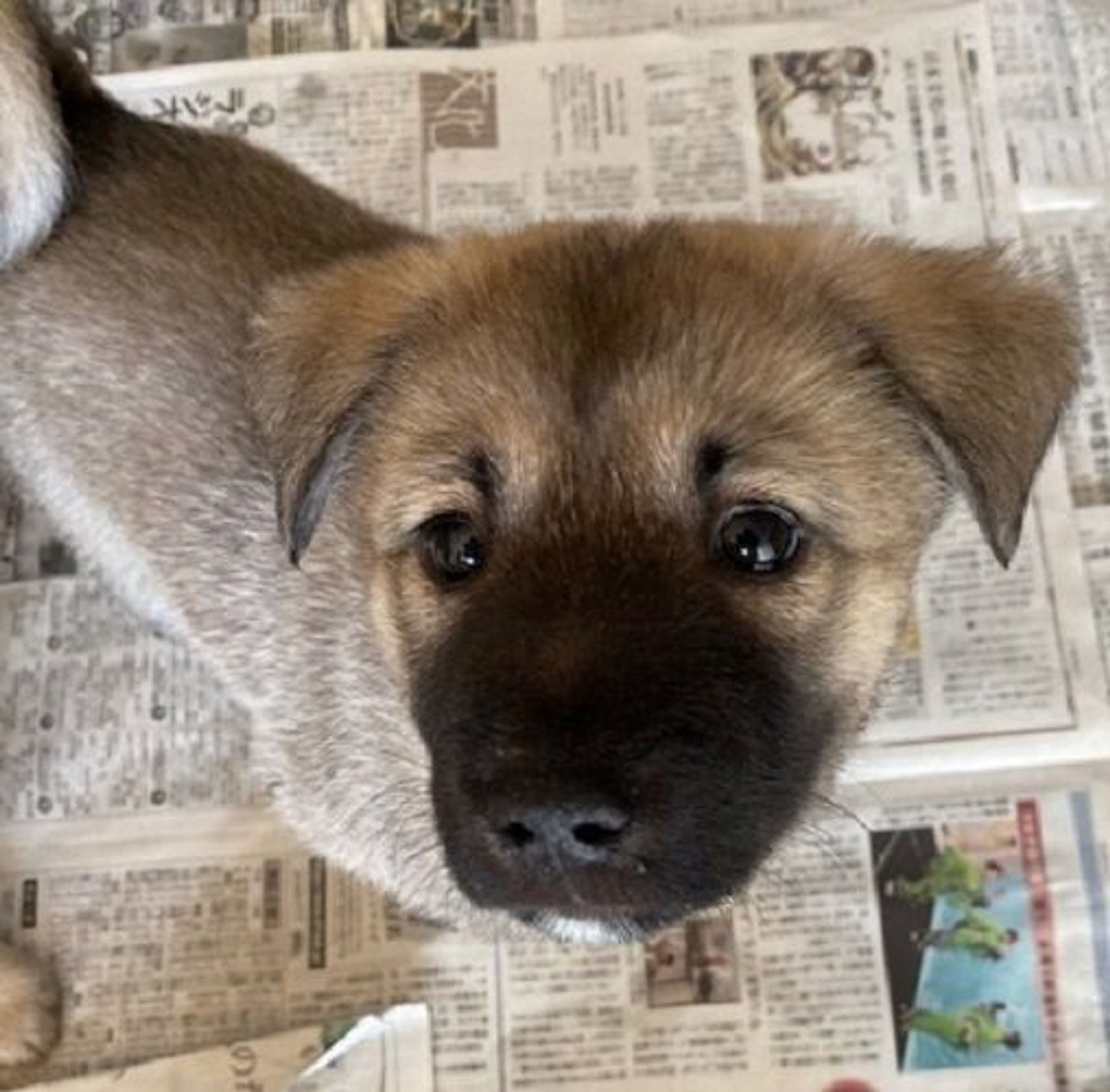 雑種（ミックス犬）・オスの里親募集の写真