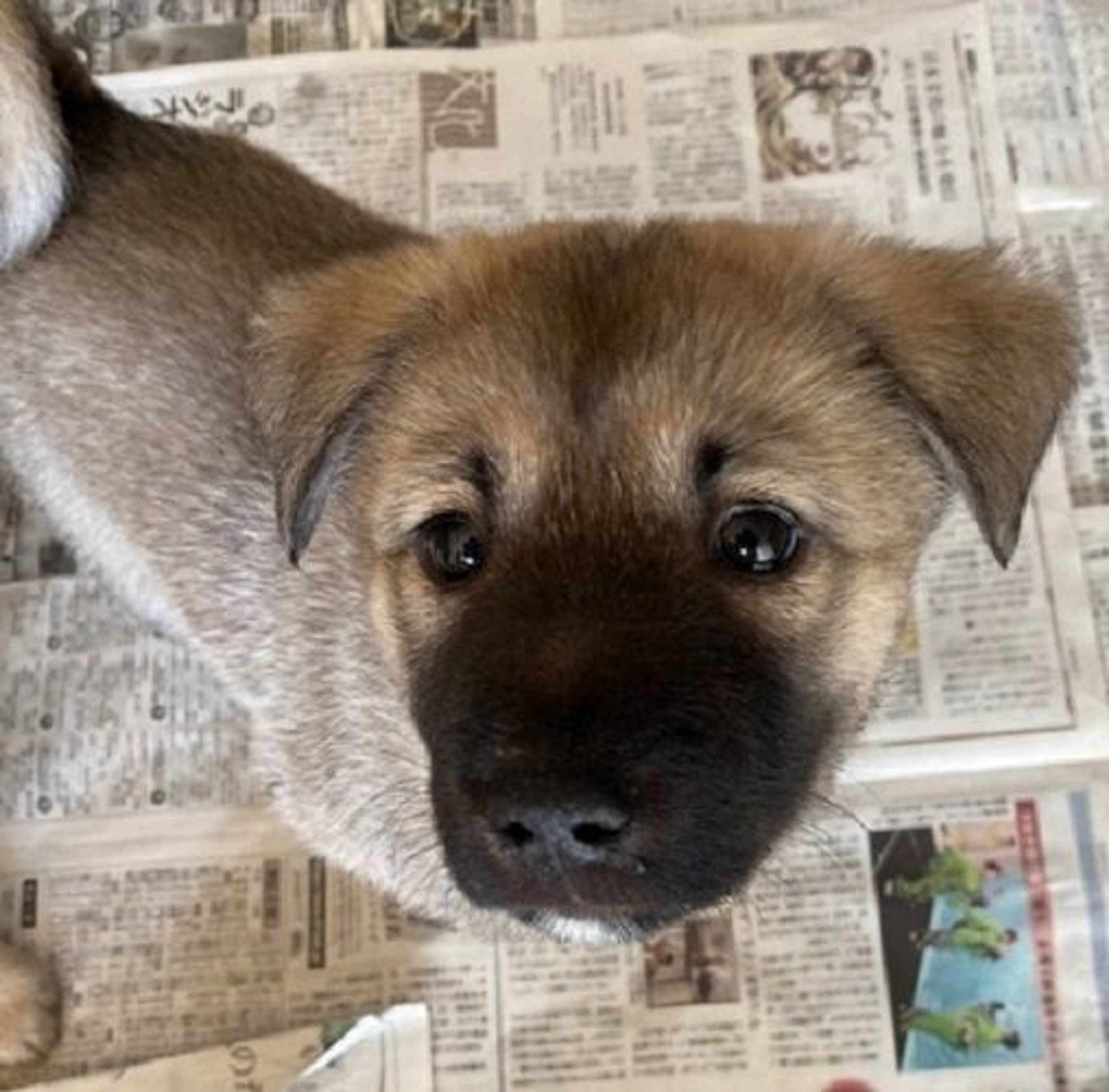 雑種（ミックス犬）・オスの里親募集の写真