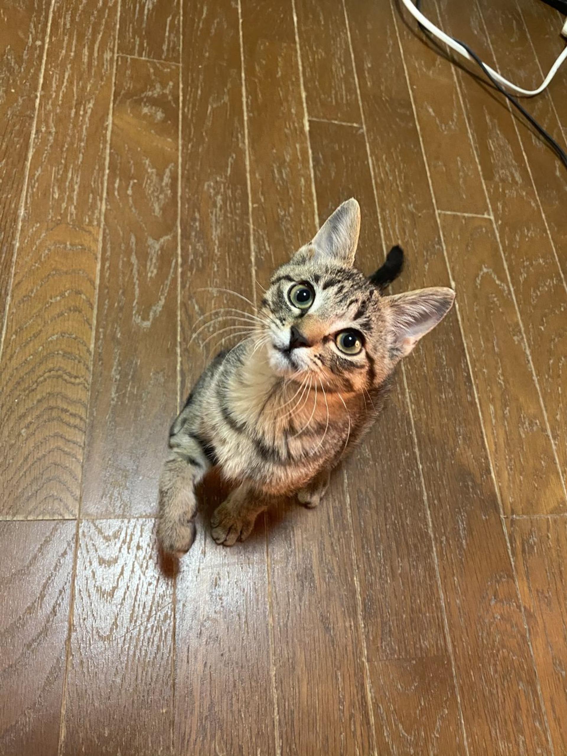 pet-image-2