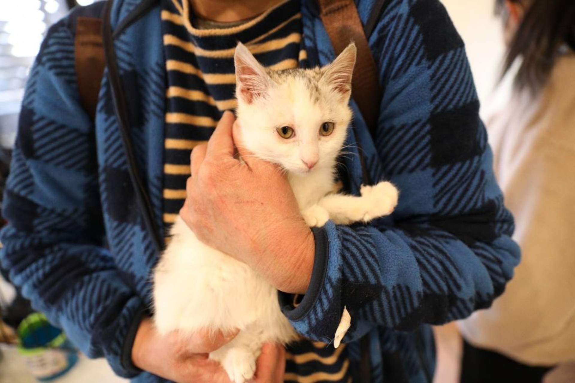 雑種（ミックス猫）・メスの里親募集の写真