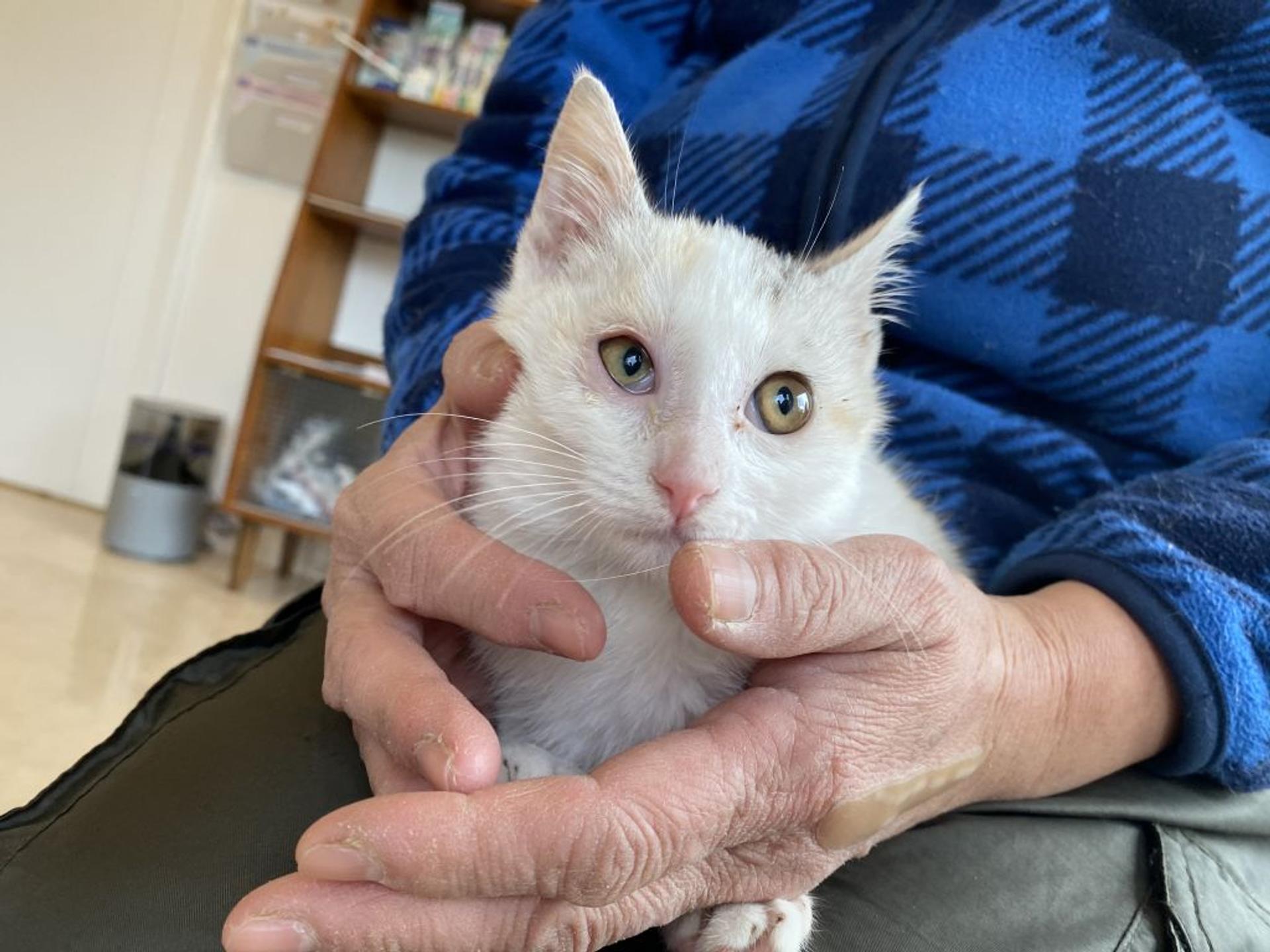 pet-image-2
