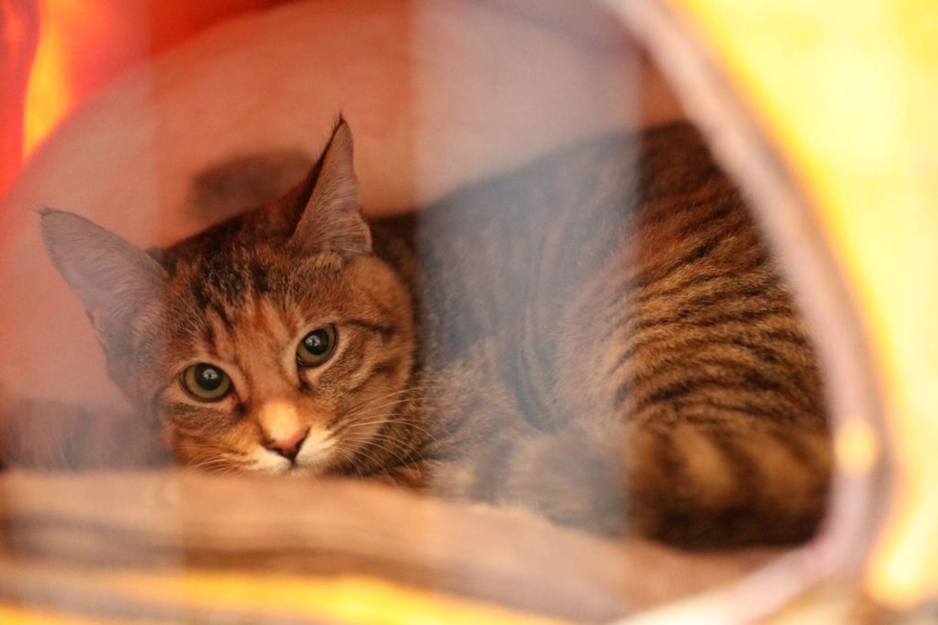 雑種（ミックス猫）・メスの里親募集の写真