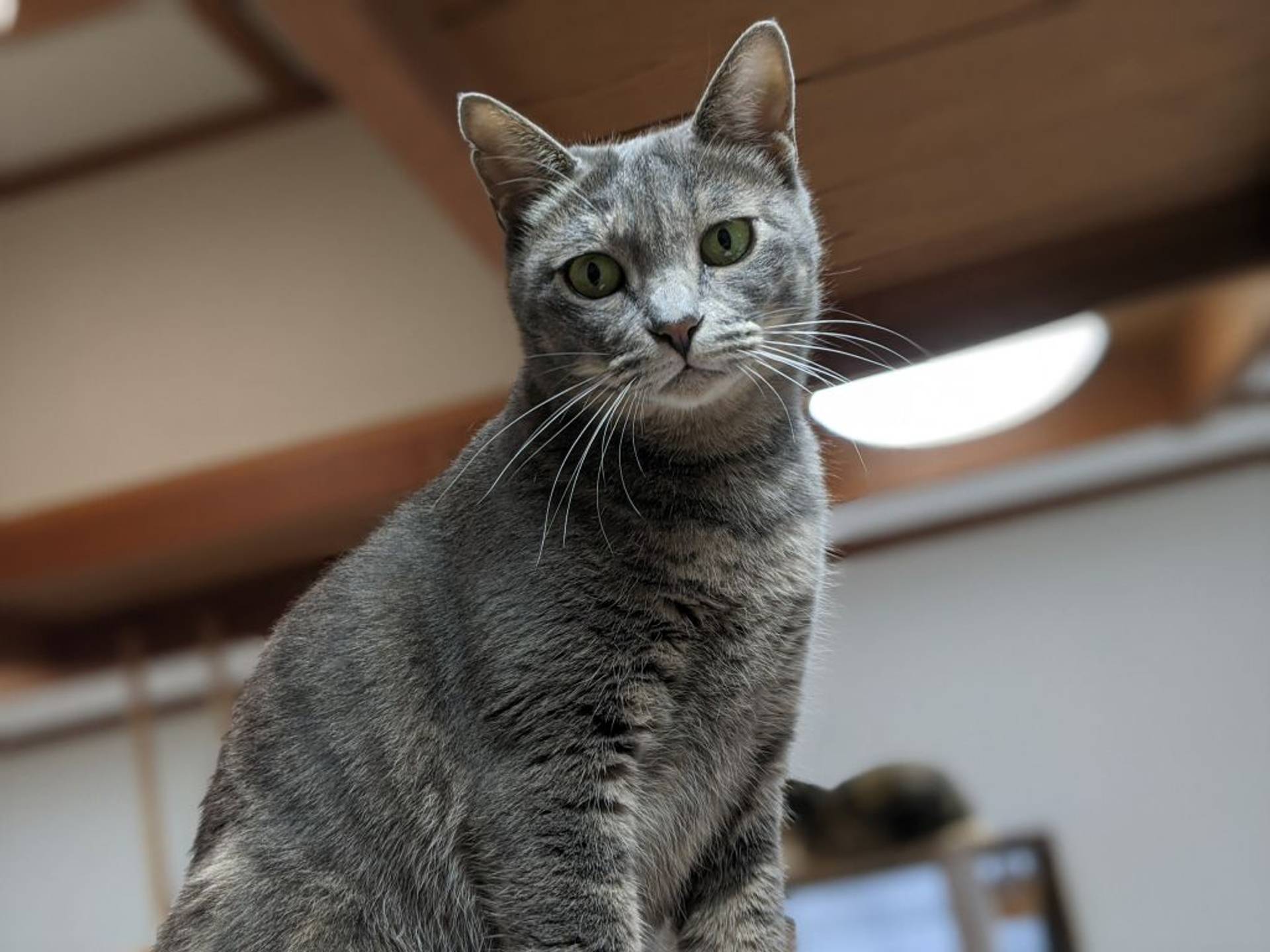 雑種（ミックス猫）・メスの里親募集の写真