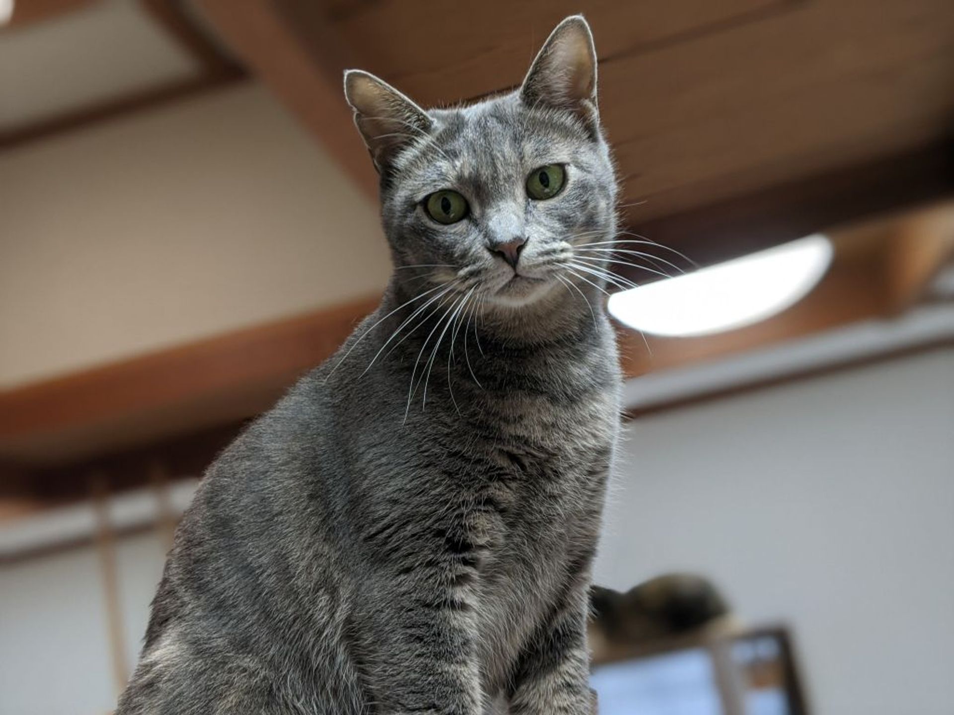 雑種（ミックス猫）・メスの里親募集の写真