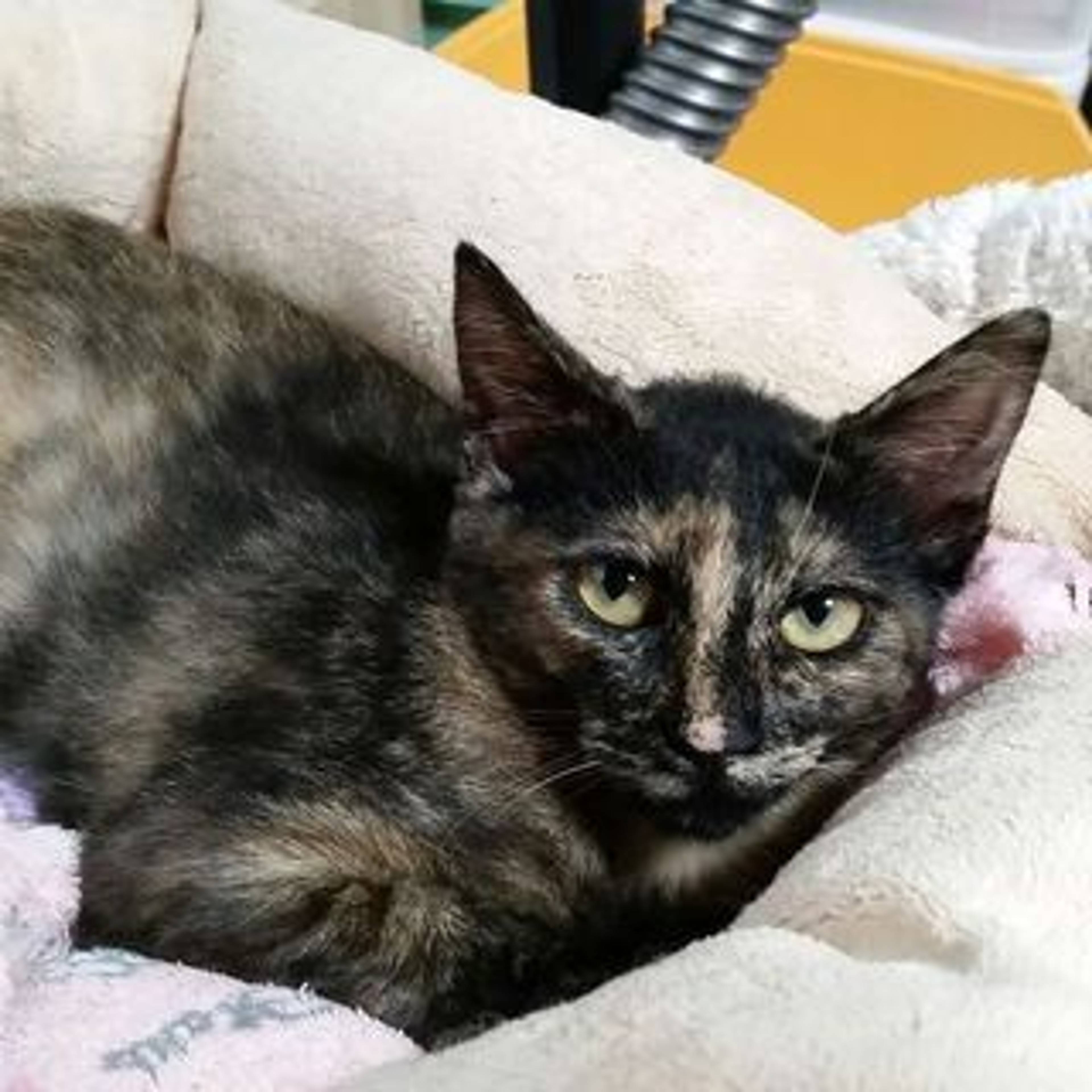 雑種（ミックス猫）・メスの里親募集の写真