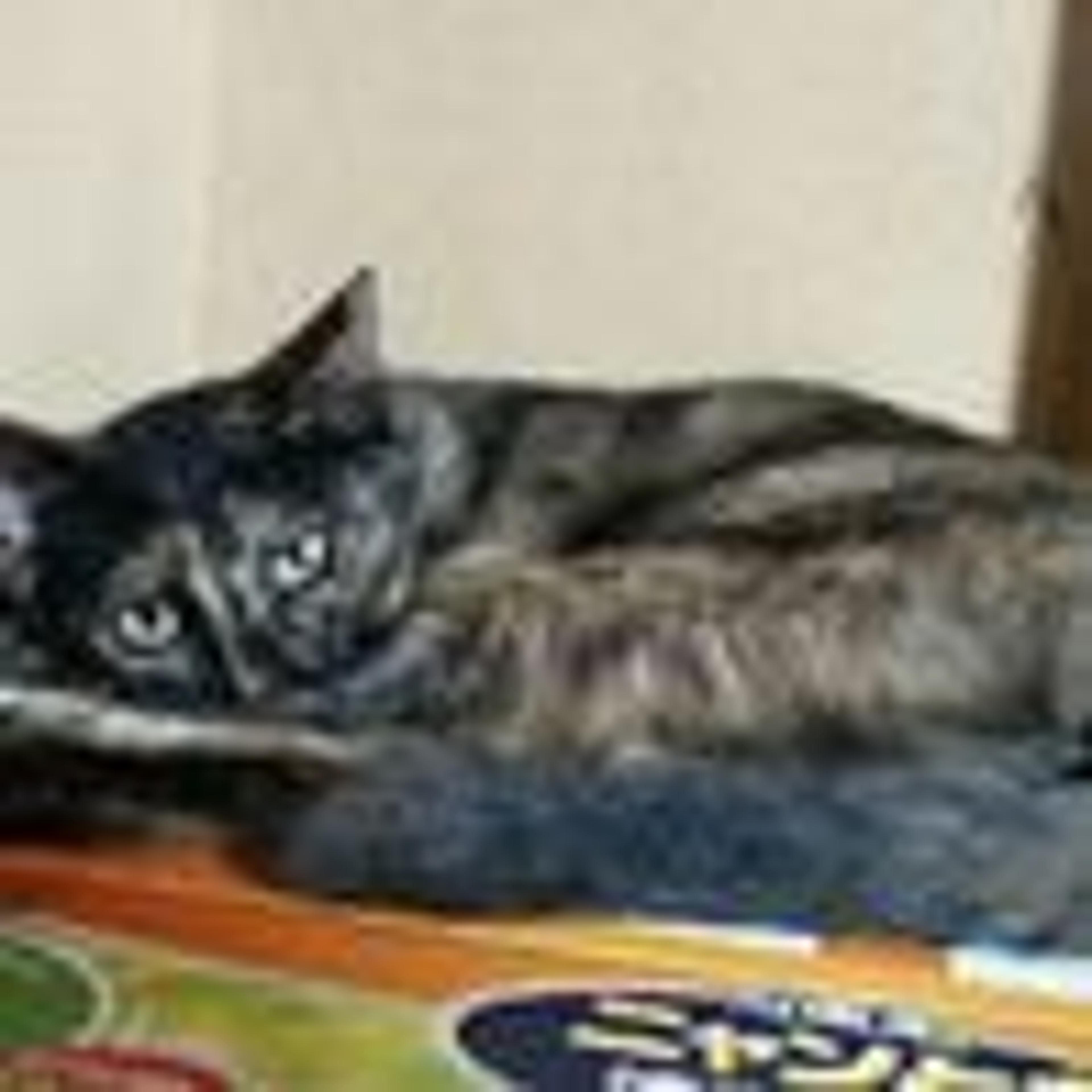 pet-image-3