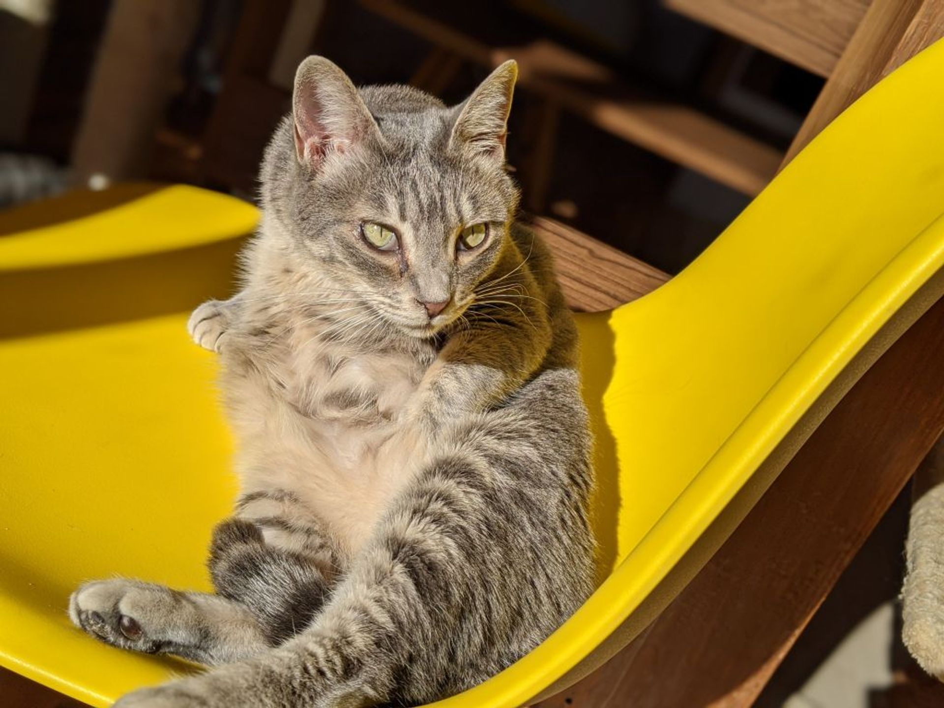 雑種（ミックス猫）・メスの里親募集の写真