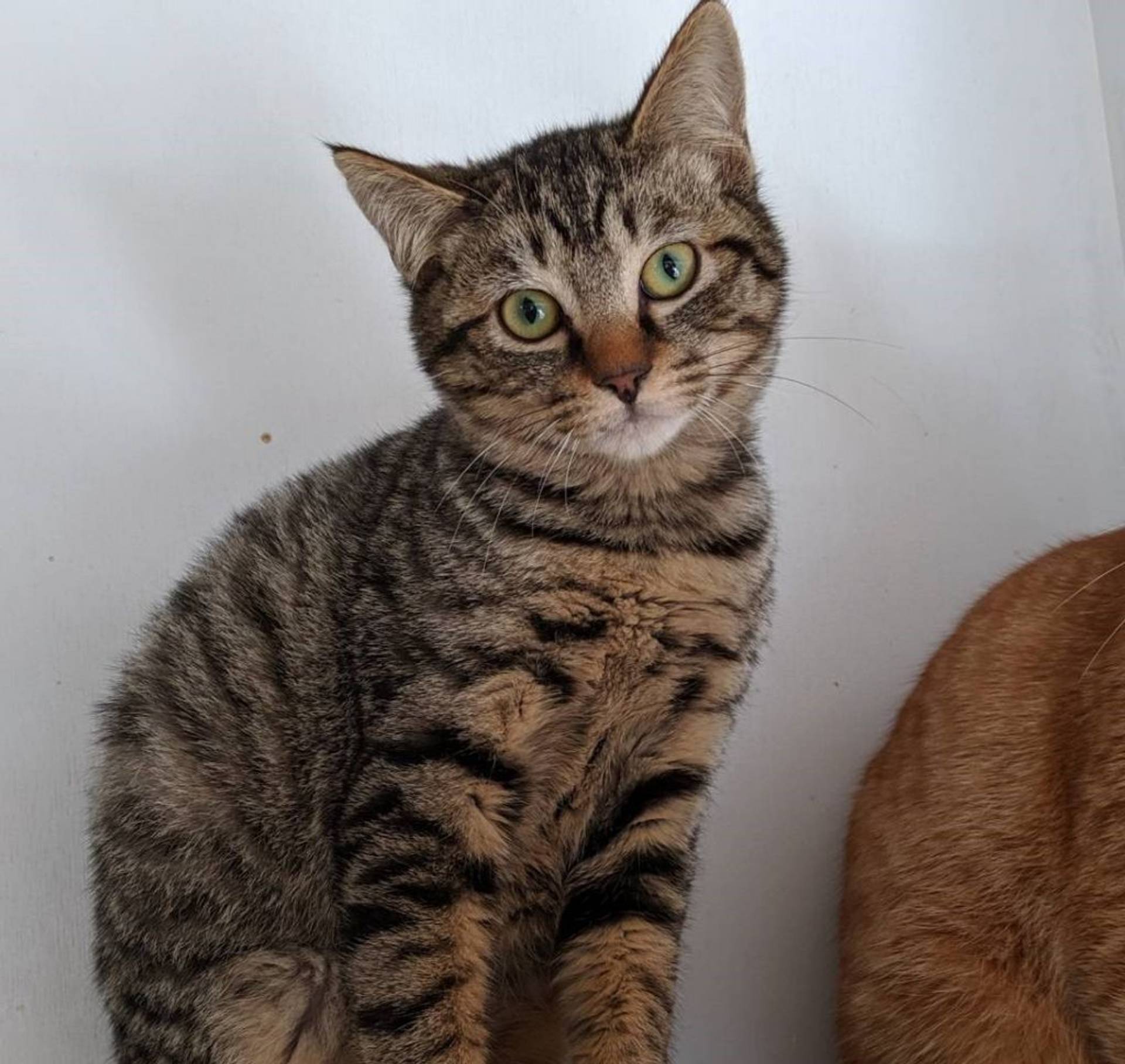 雑種（ミックス猫）・オスの里親募集の写真