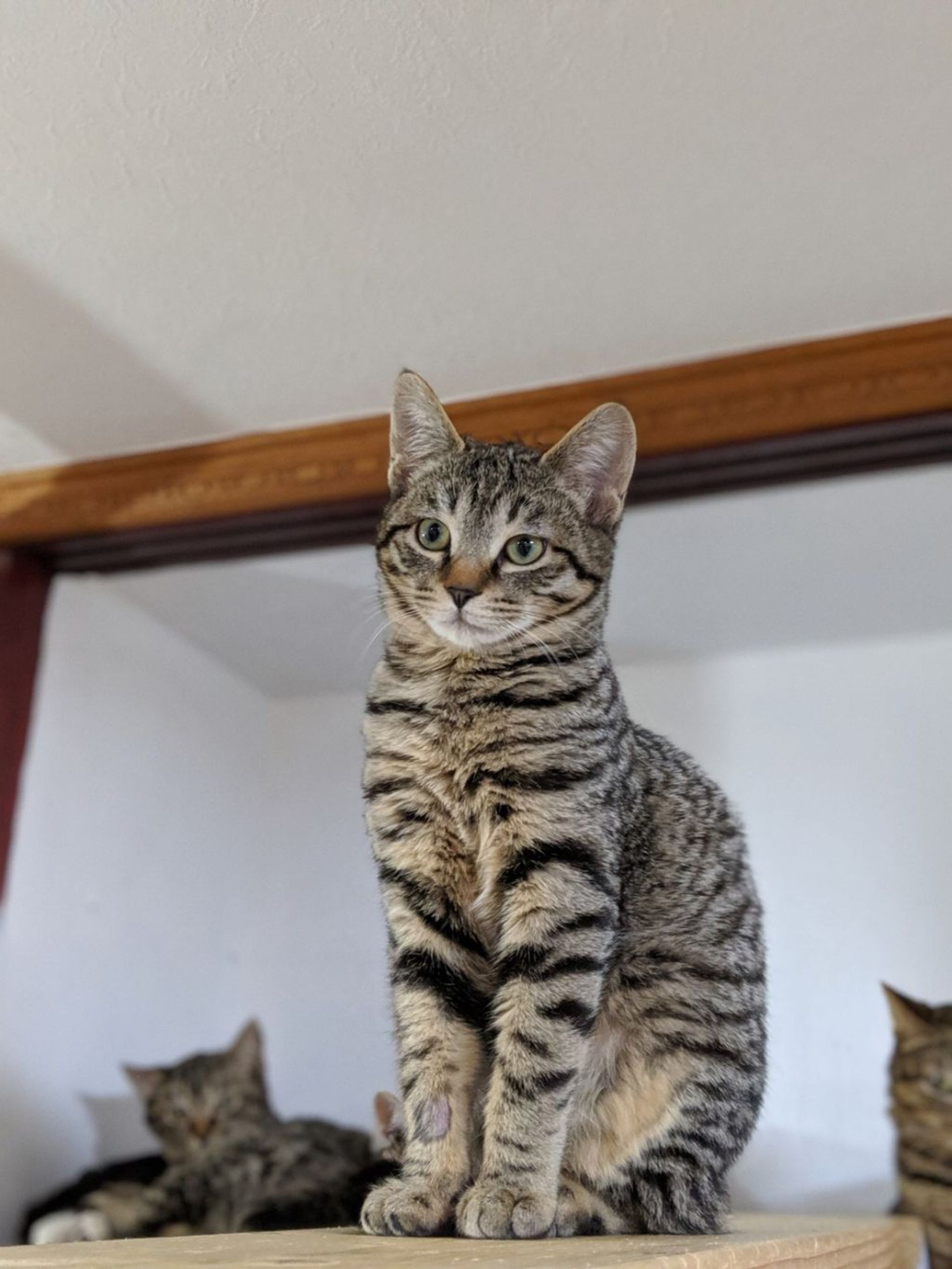 雑種（ミックス猫）・メスの里親募集の写真
