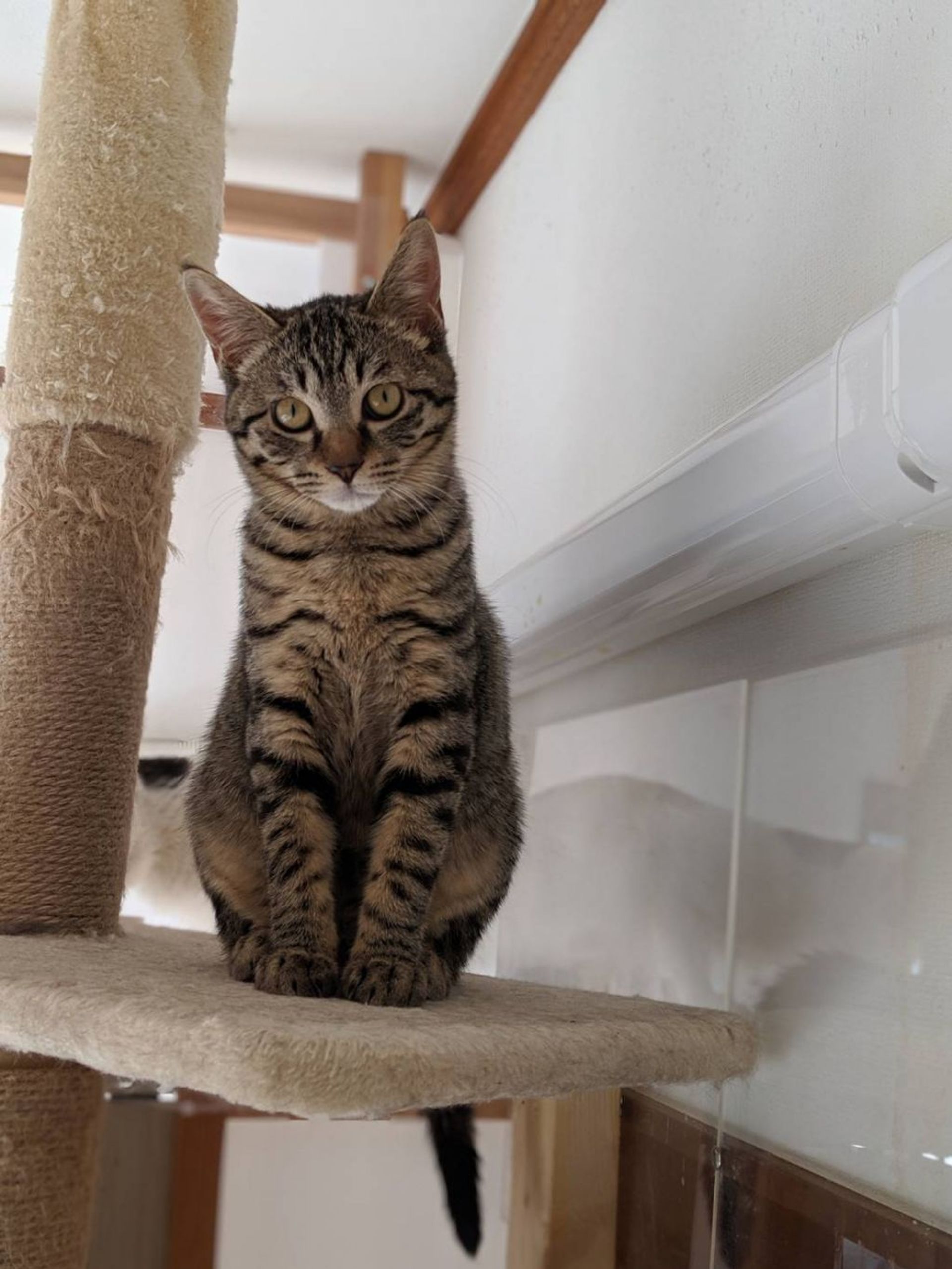 雑種（ミックス猫）・メスの里親募集の写真