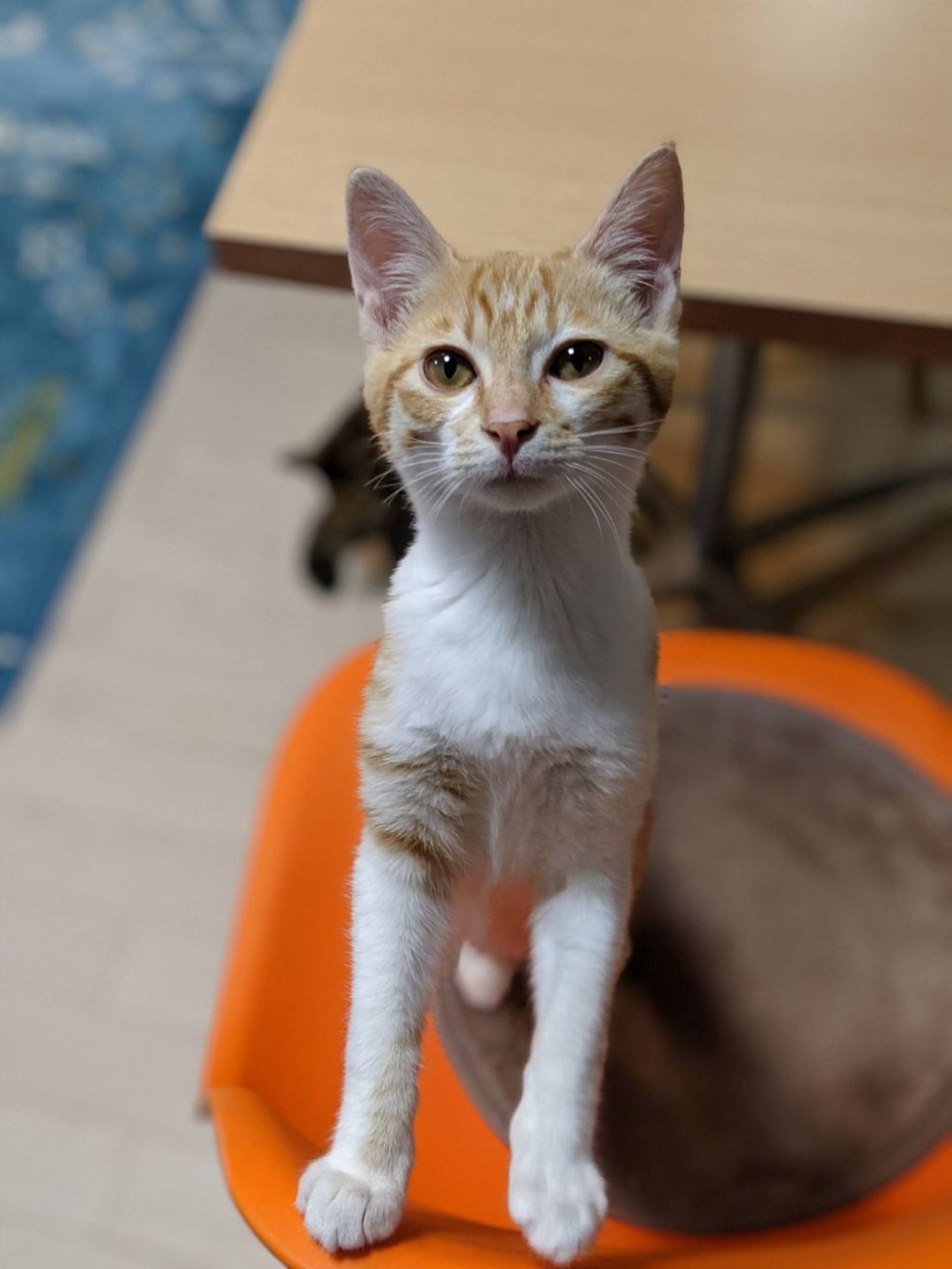 雑種（ミックス猫）・メスの里親募集の写真