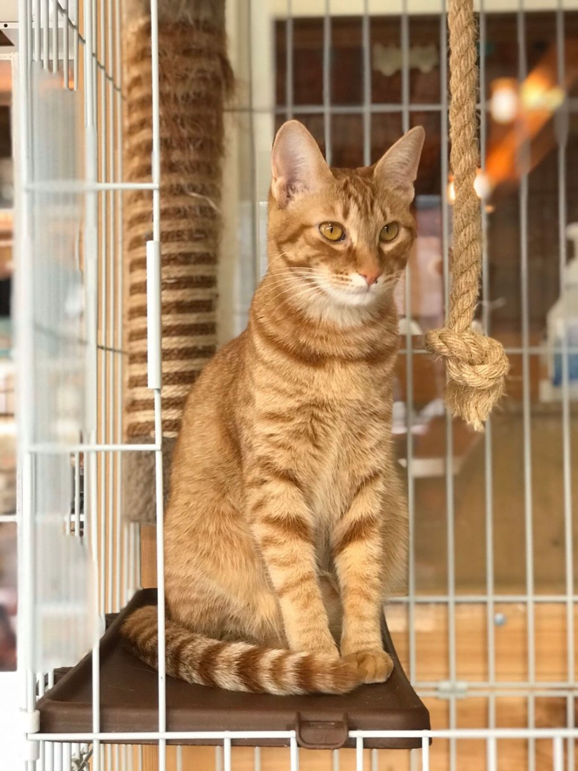 雑種（ミックス猫）・メスの里親募集の写真