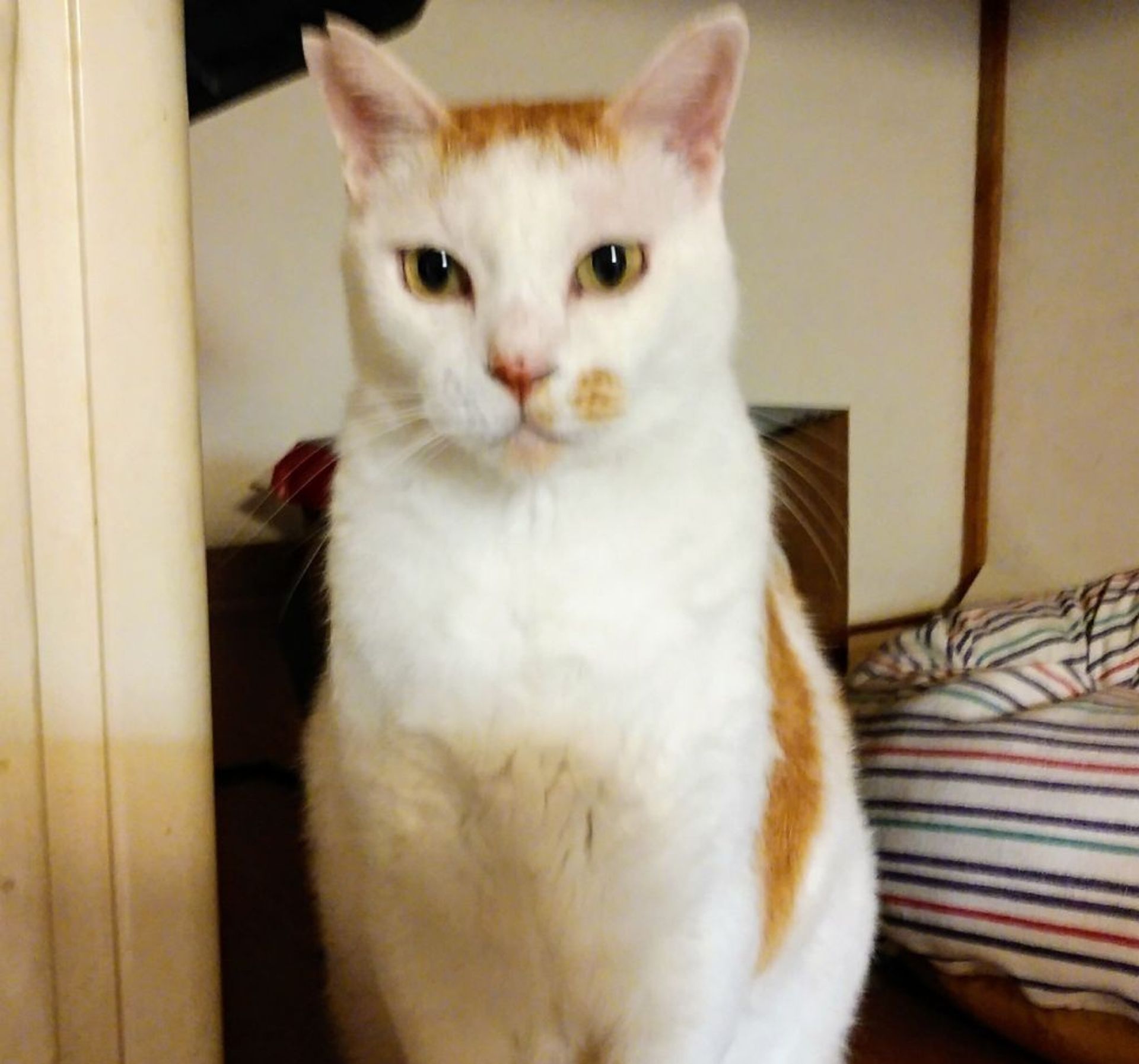 雑種（ミックス猫）・オスの里親募集の写真