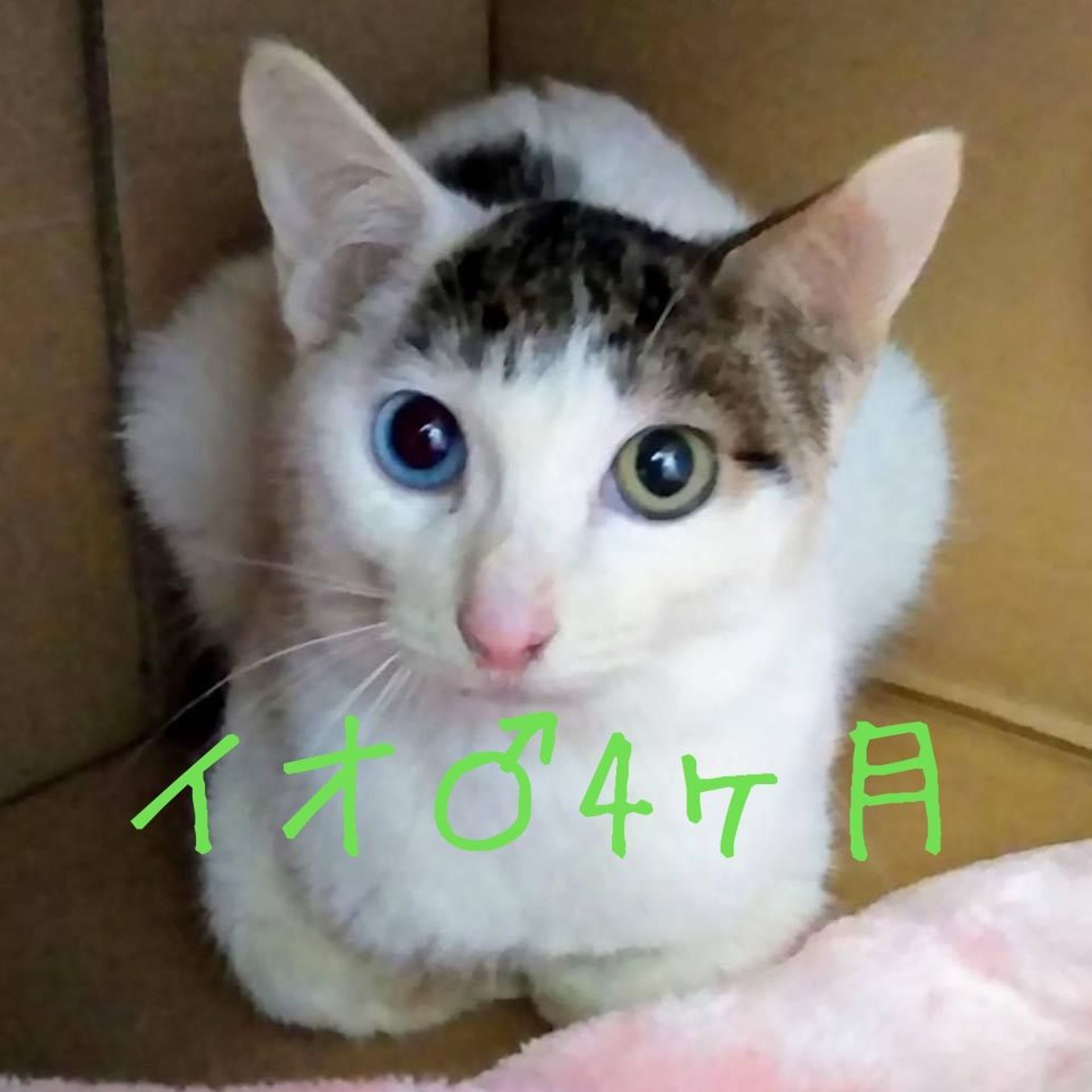 雑種（ミックス猫）・オスの里親募集の写真