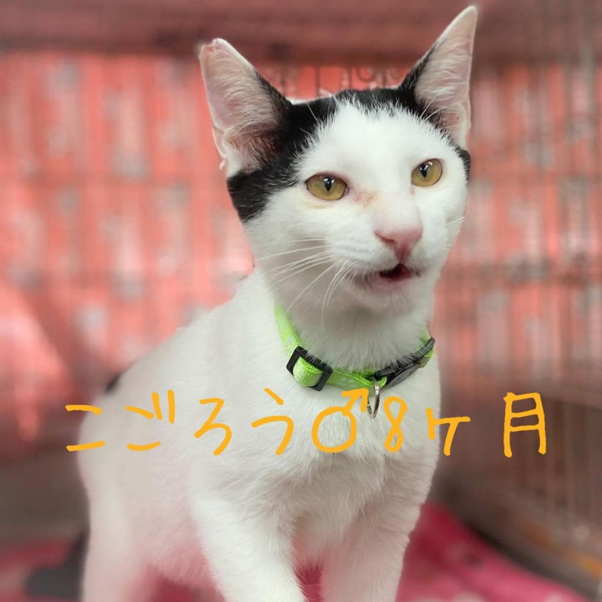pet-image-2