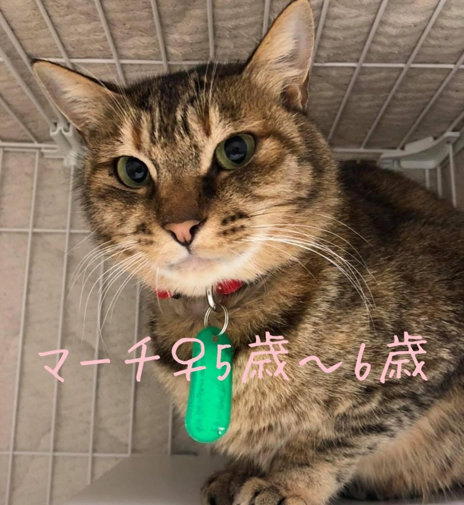 pet-image-3