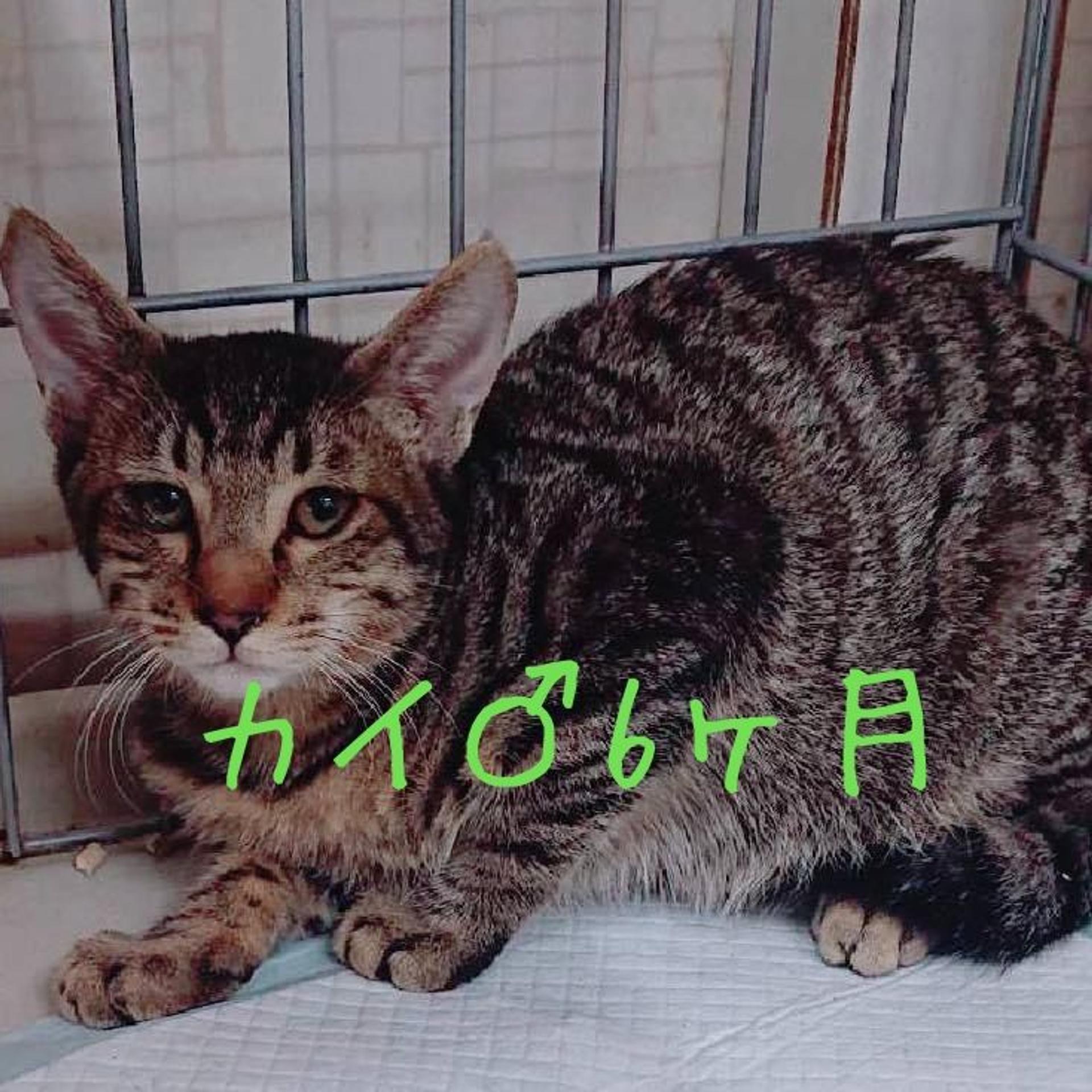 pet-image-5