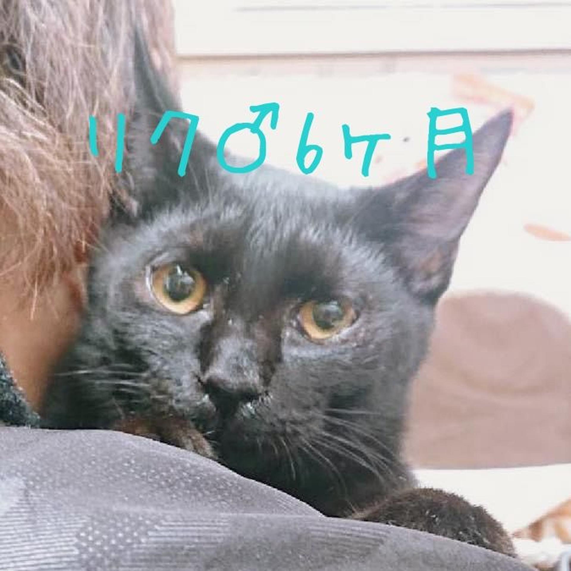 pet-image-6