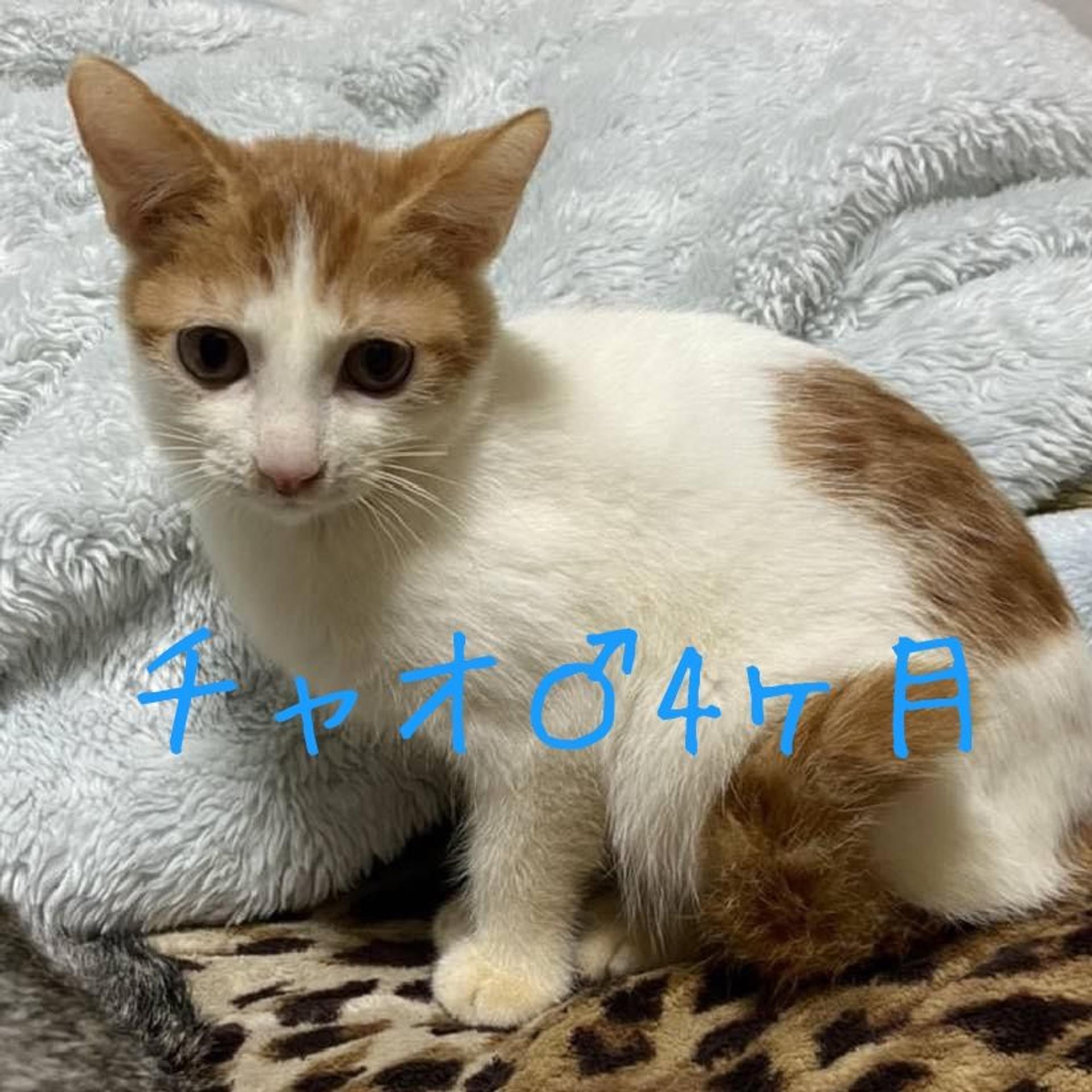 pet-image-7