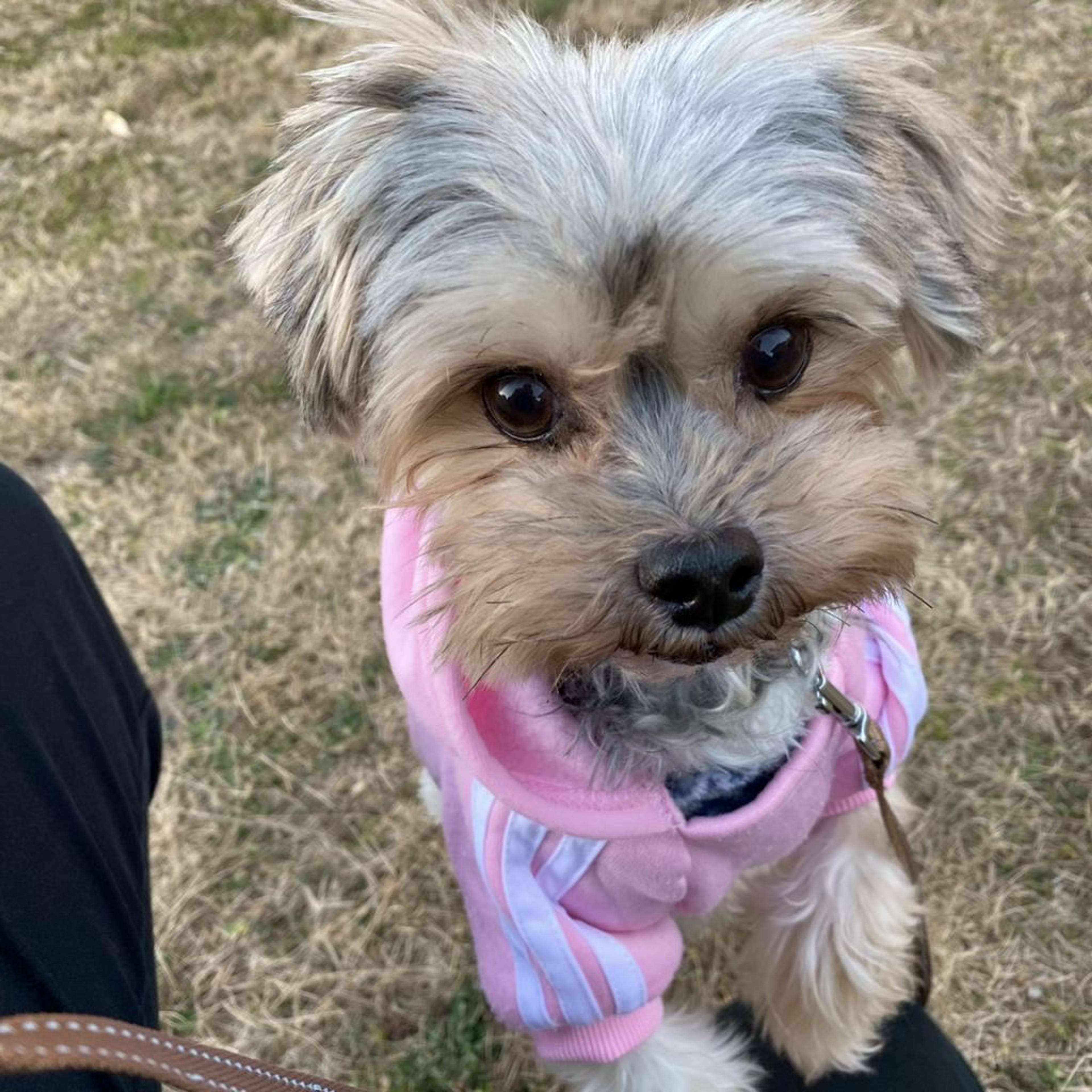雑種（ミックス犬）・メスの里親募集の写真
