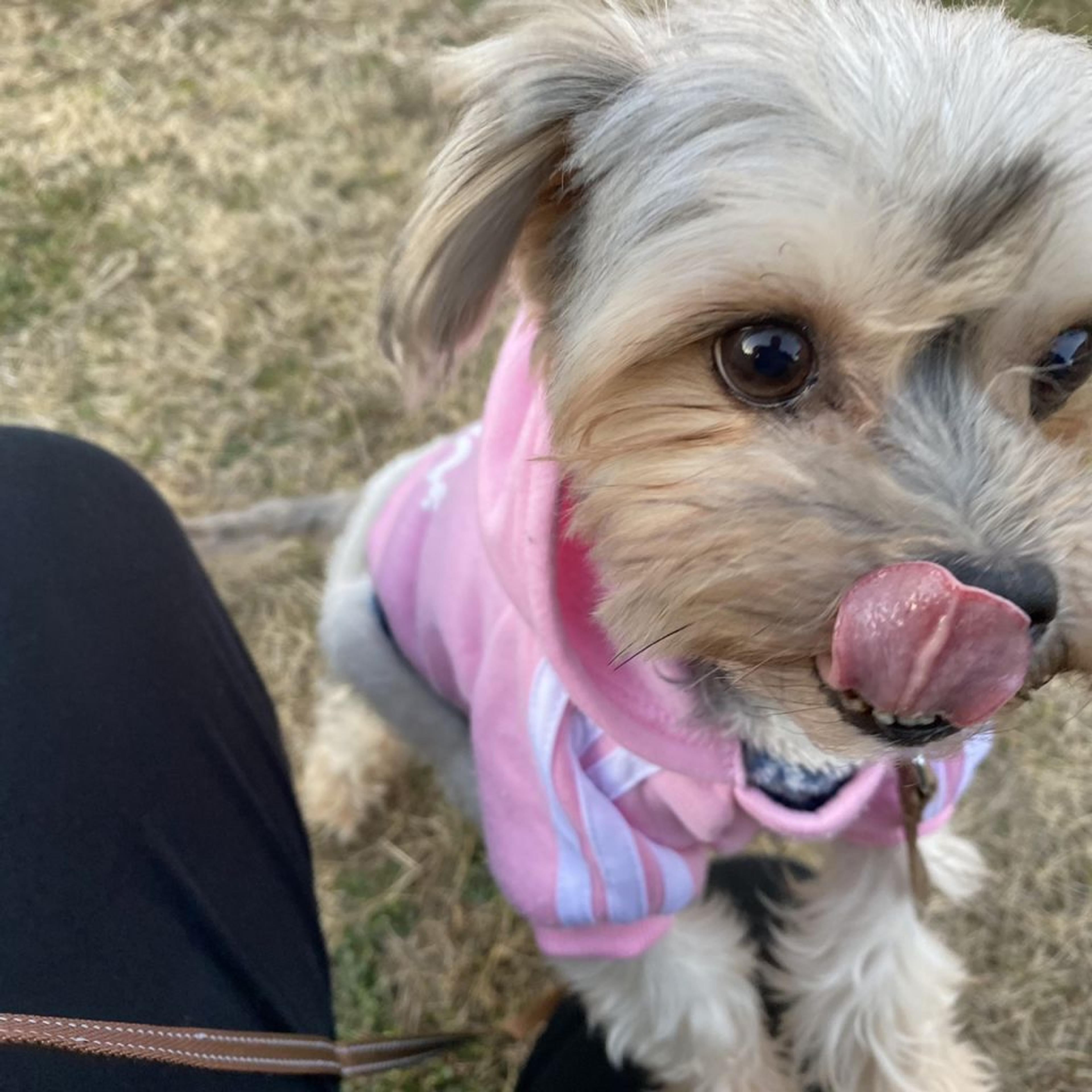 pet-image-2