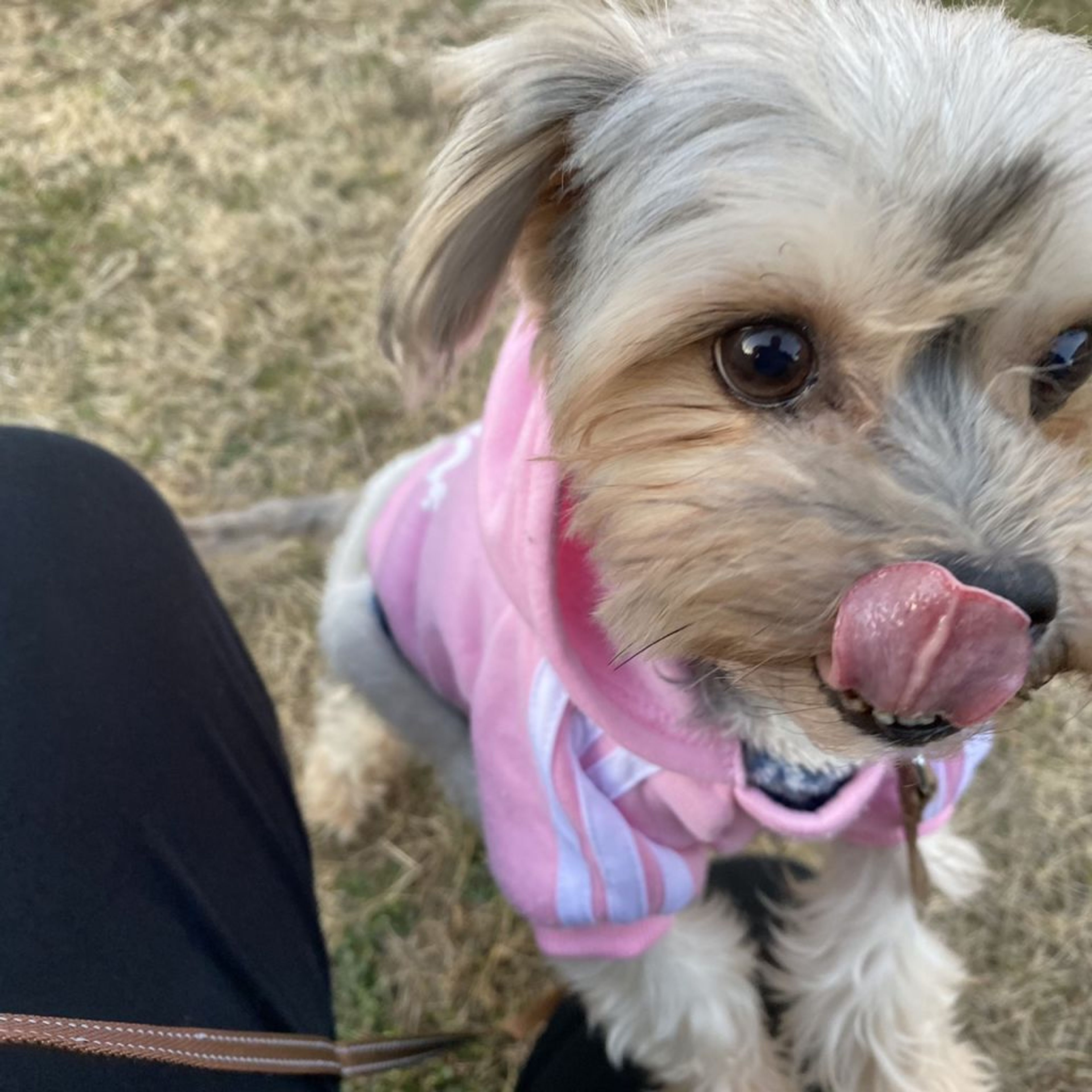 pet-image-2
