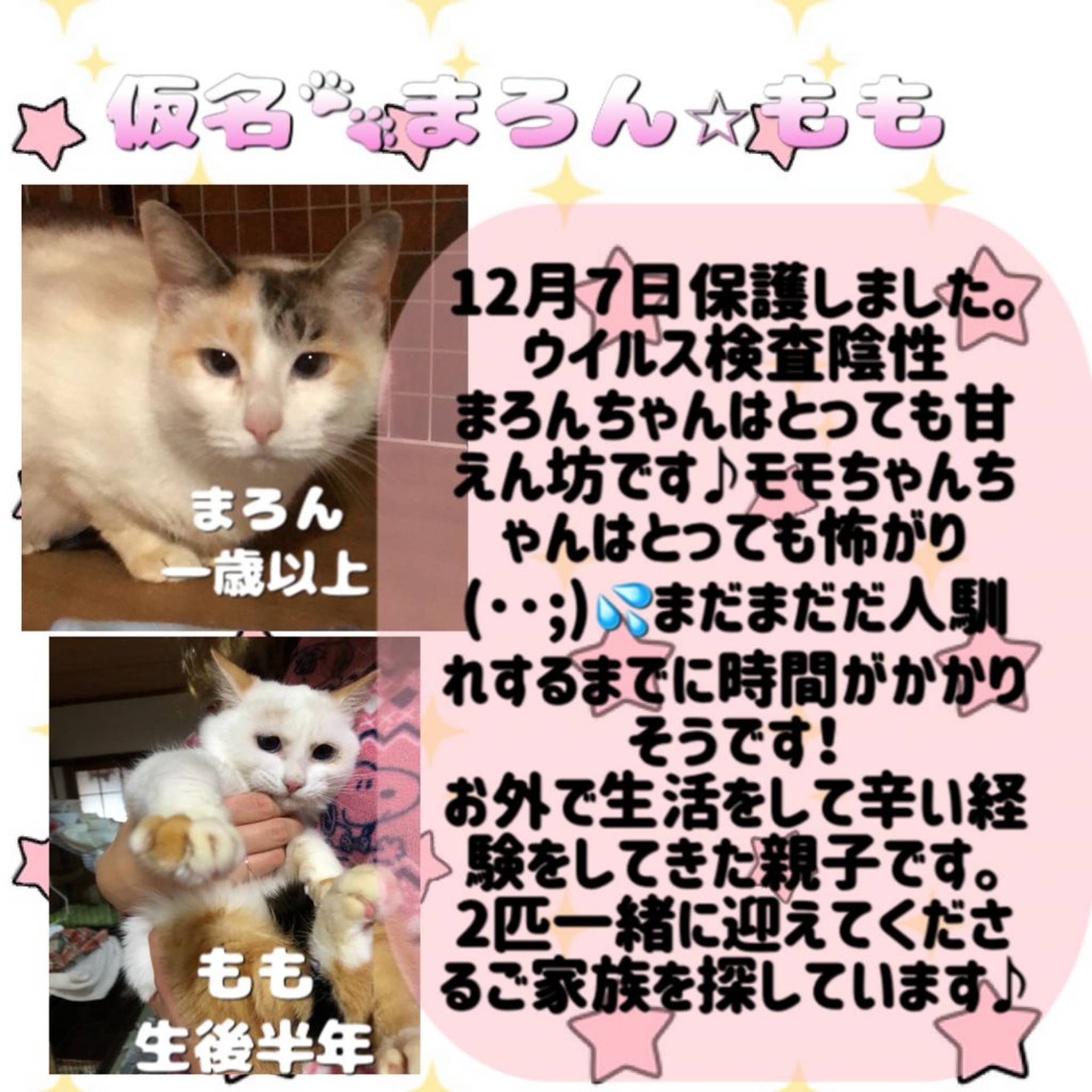 雑種（ミックス猫）・メスの里親募集の写真