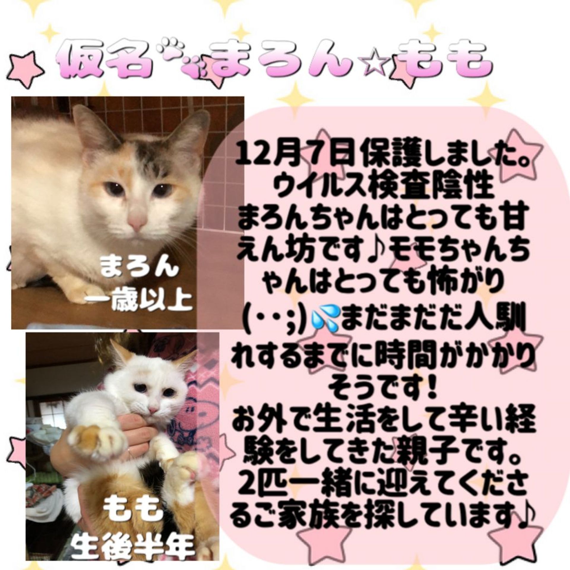 雑種（ミックス猫）・メスの里親募集の写真