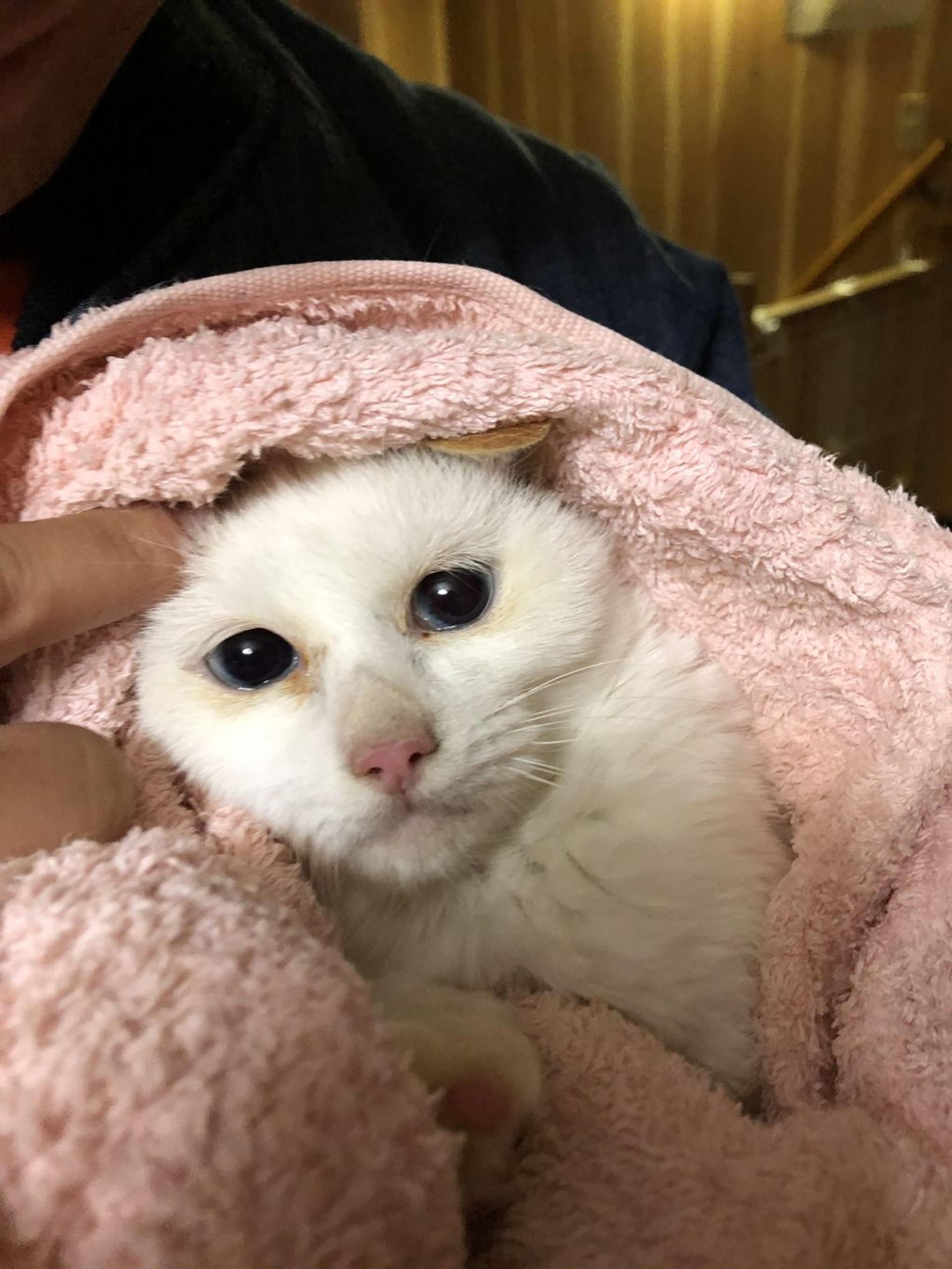 pet-image-4