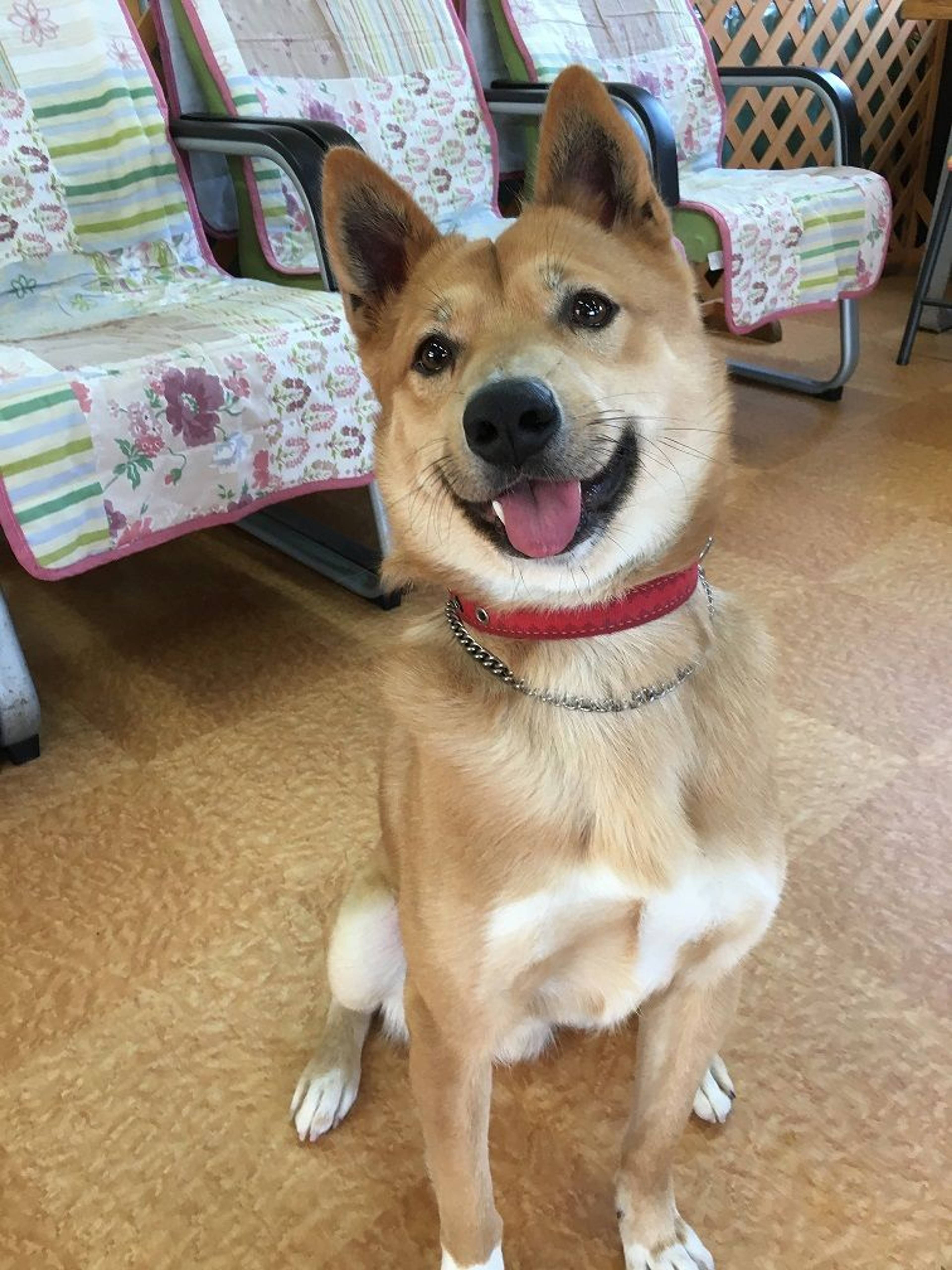 雑種（ミックス犬）・オスの里親募集の写真