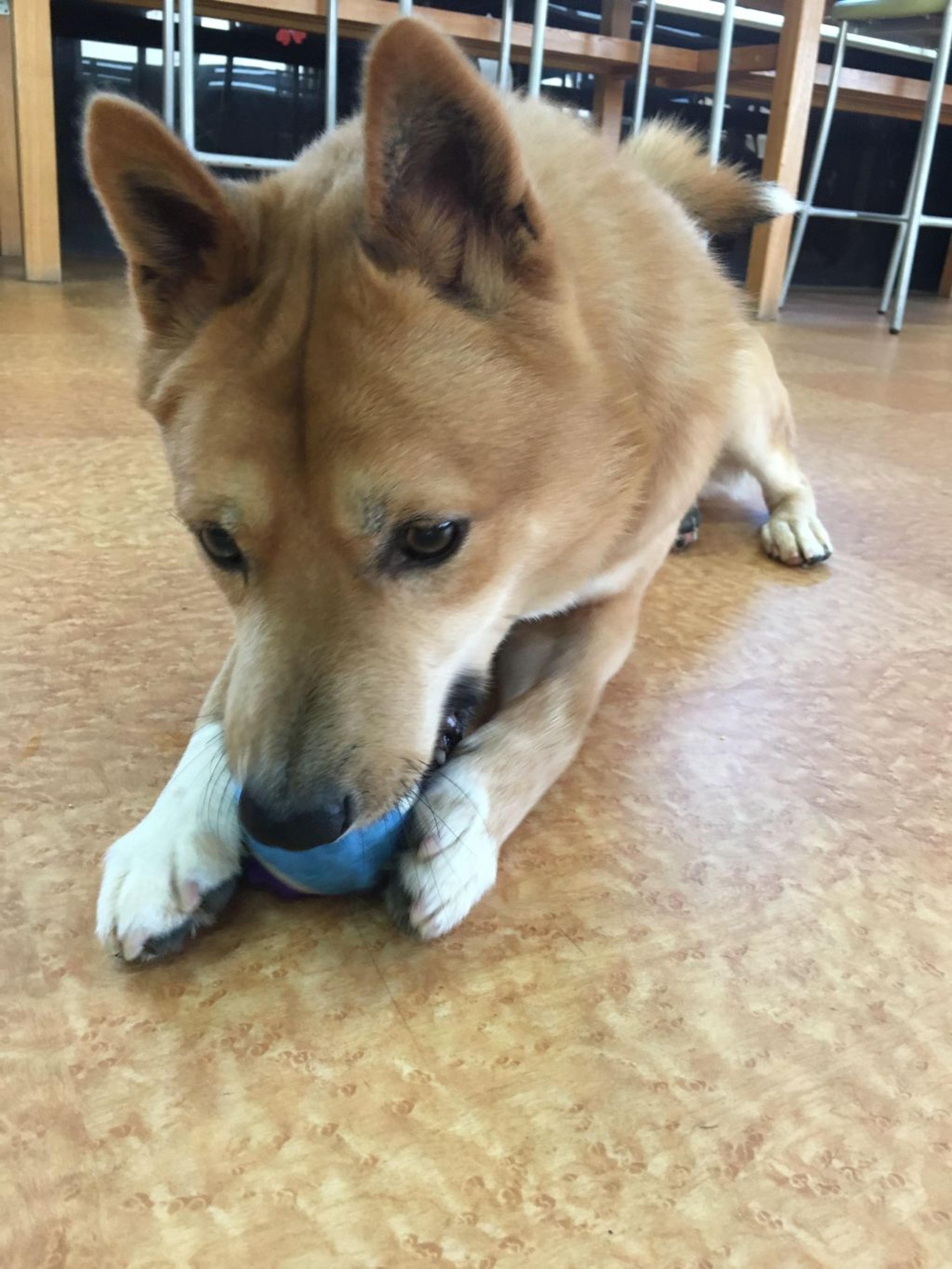 pet-image-2