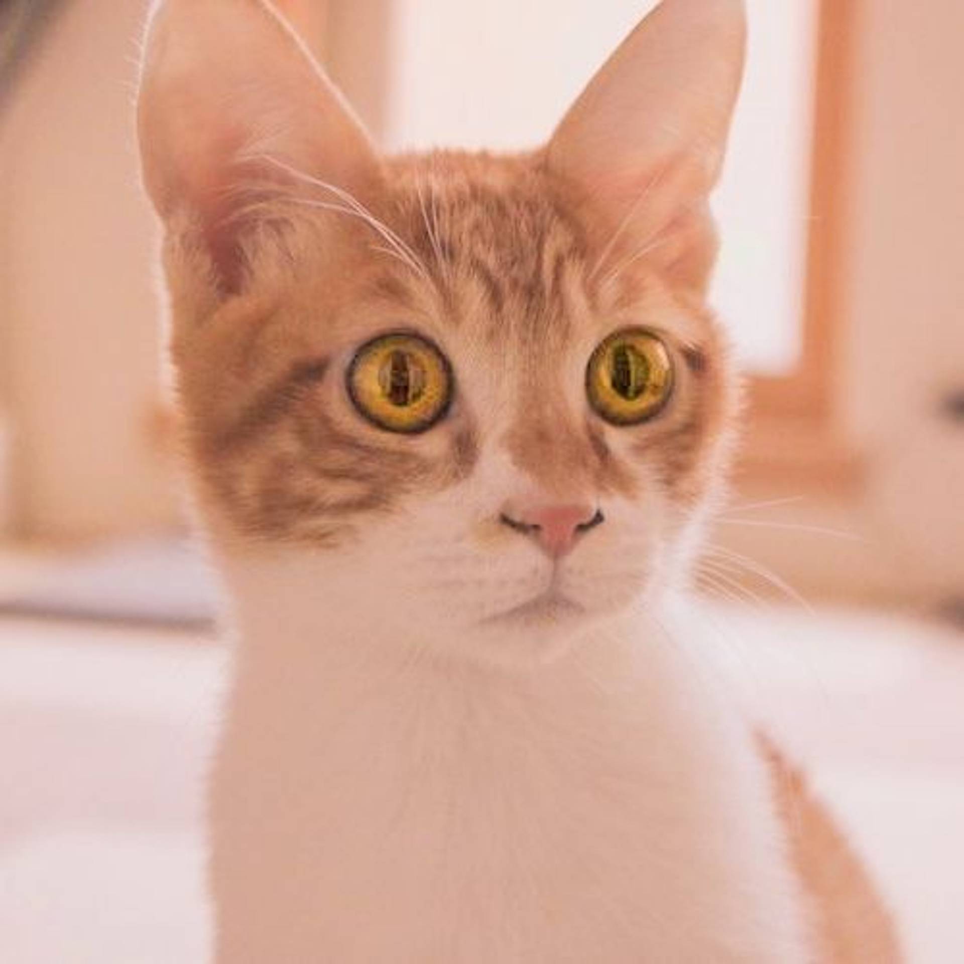 日本猫・オスの里親募集の写真