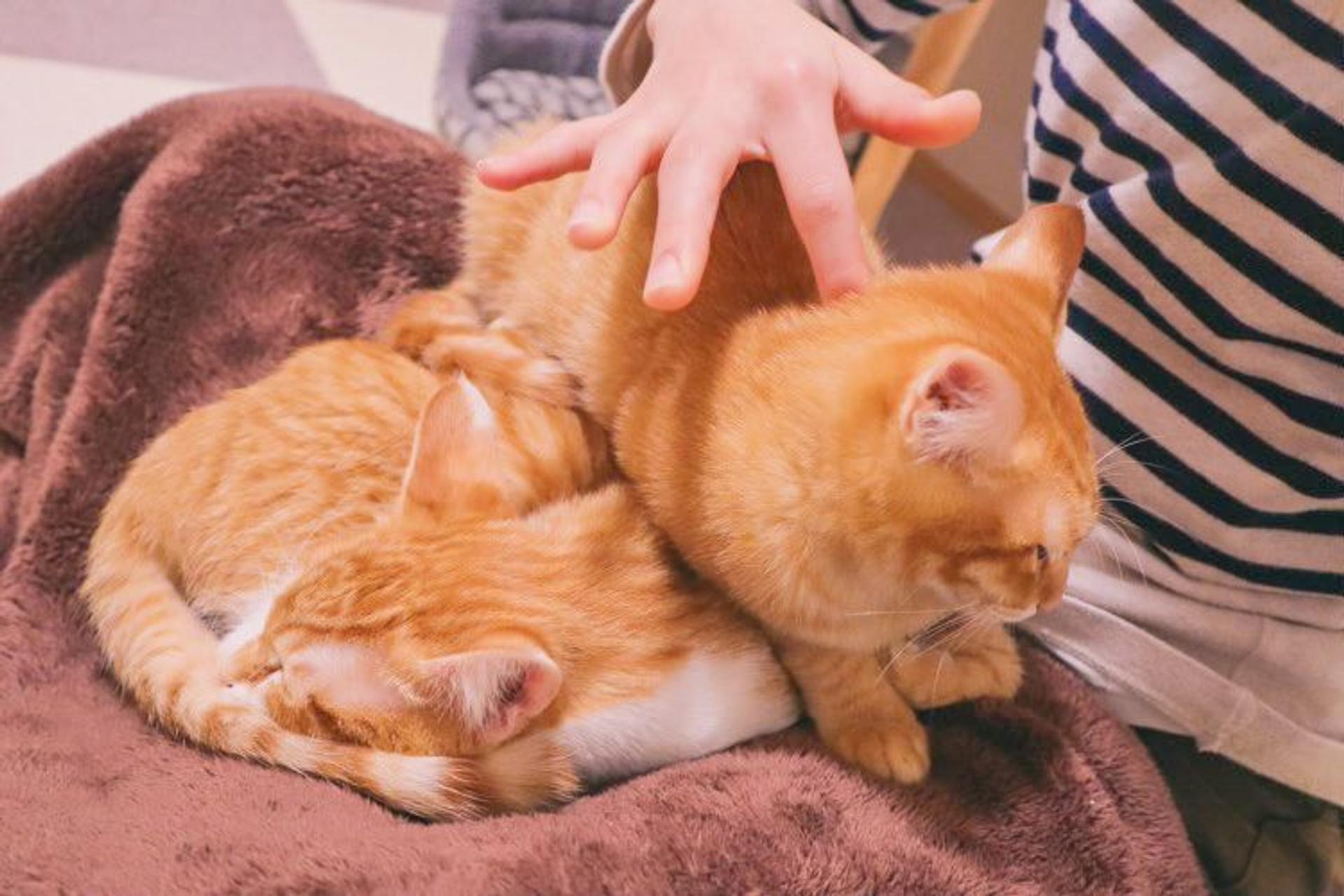 pet-image-4