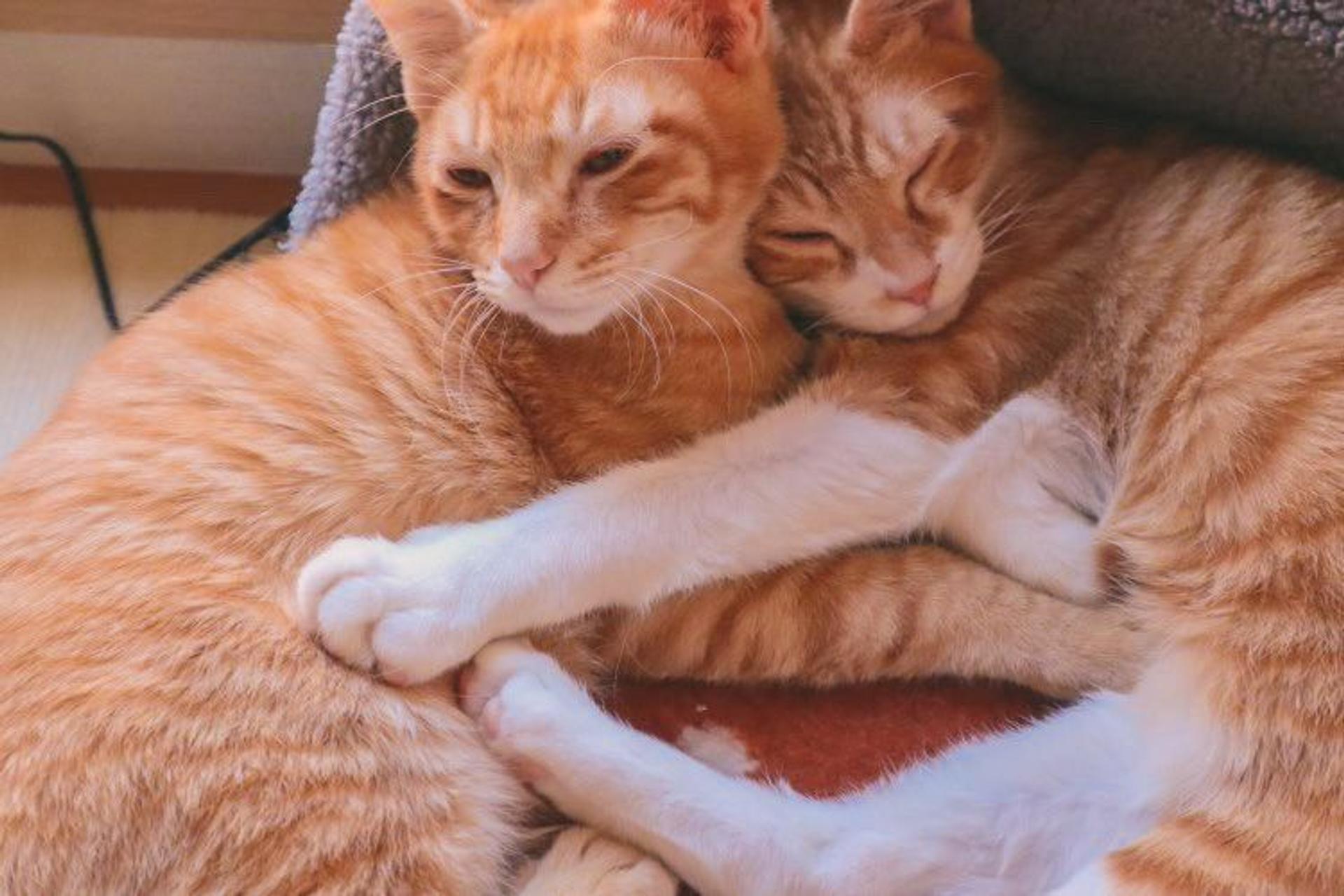 pet-image-5