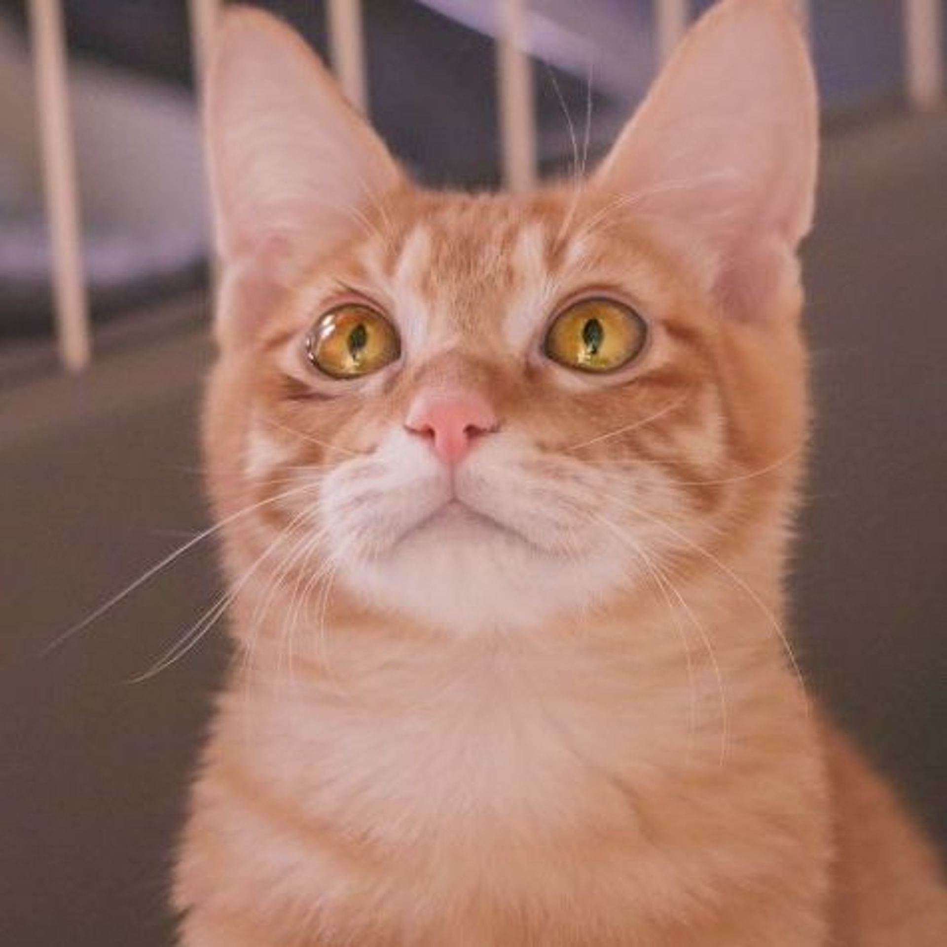 日本猫・オスの里親募集の写真