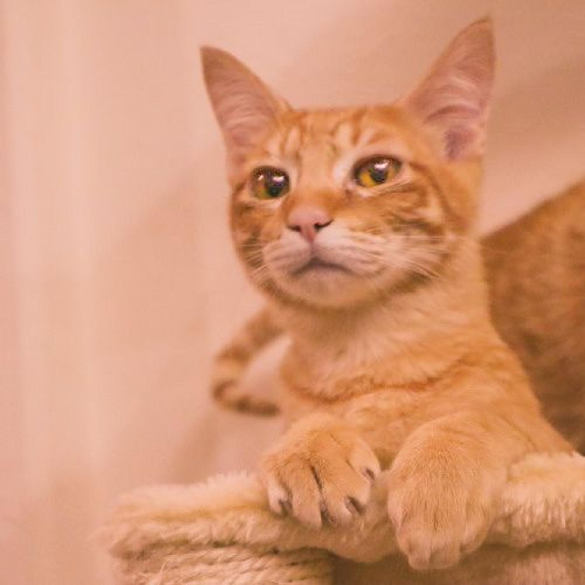 pet-image-5