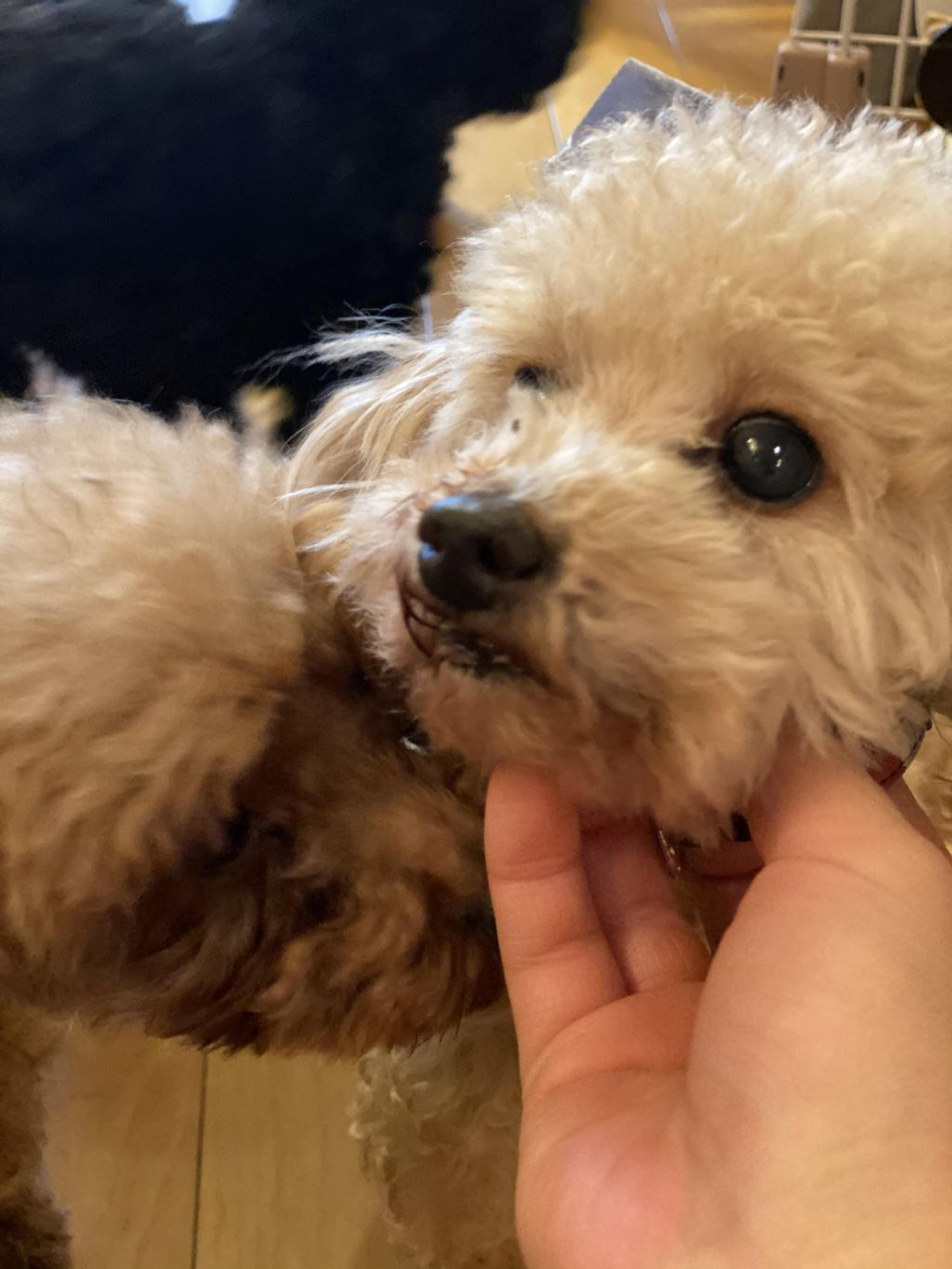 pet-image-2