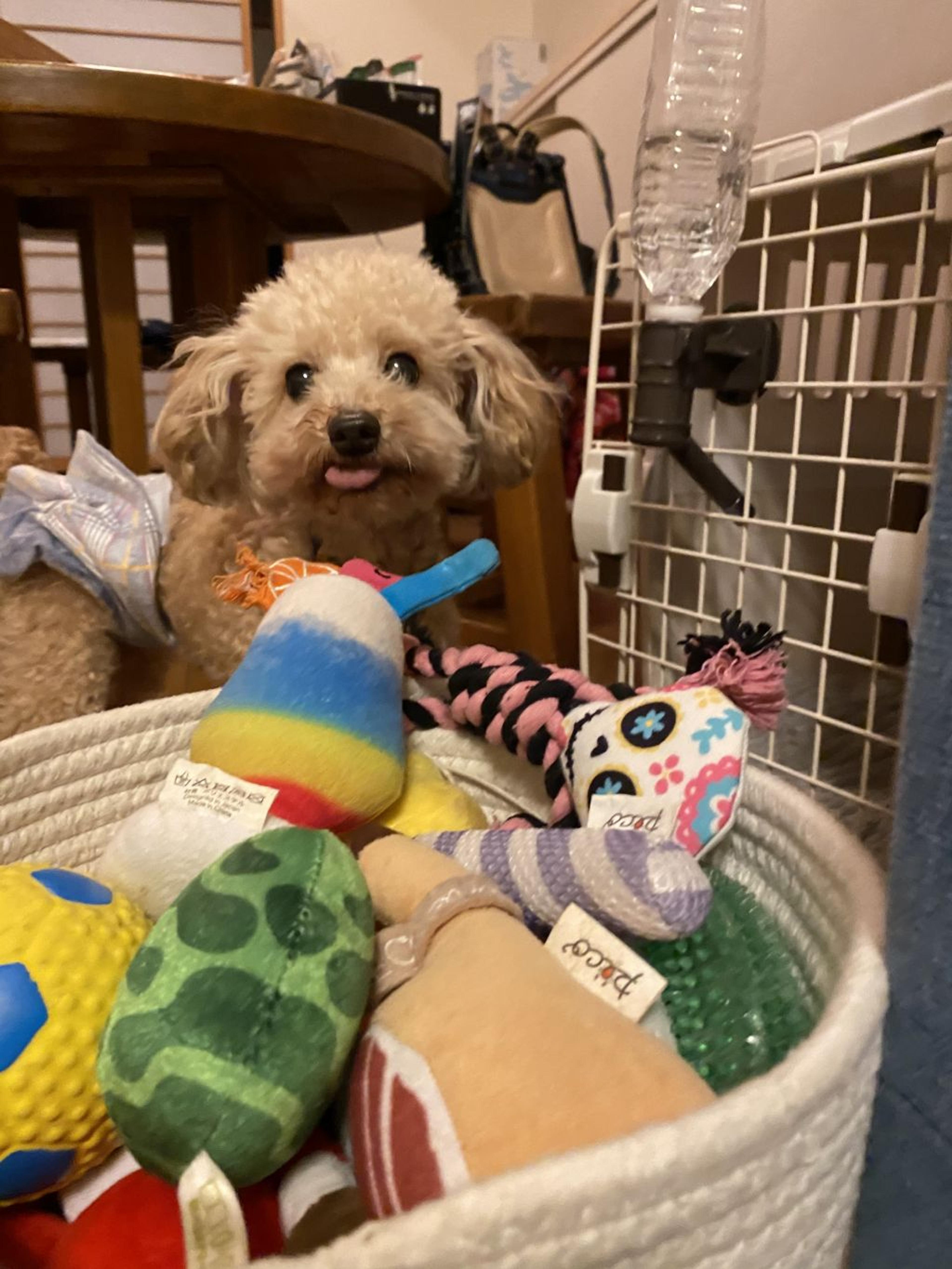 pet-image-3