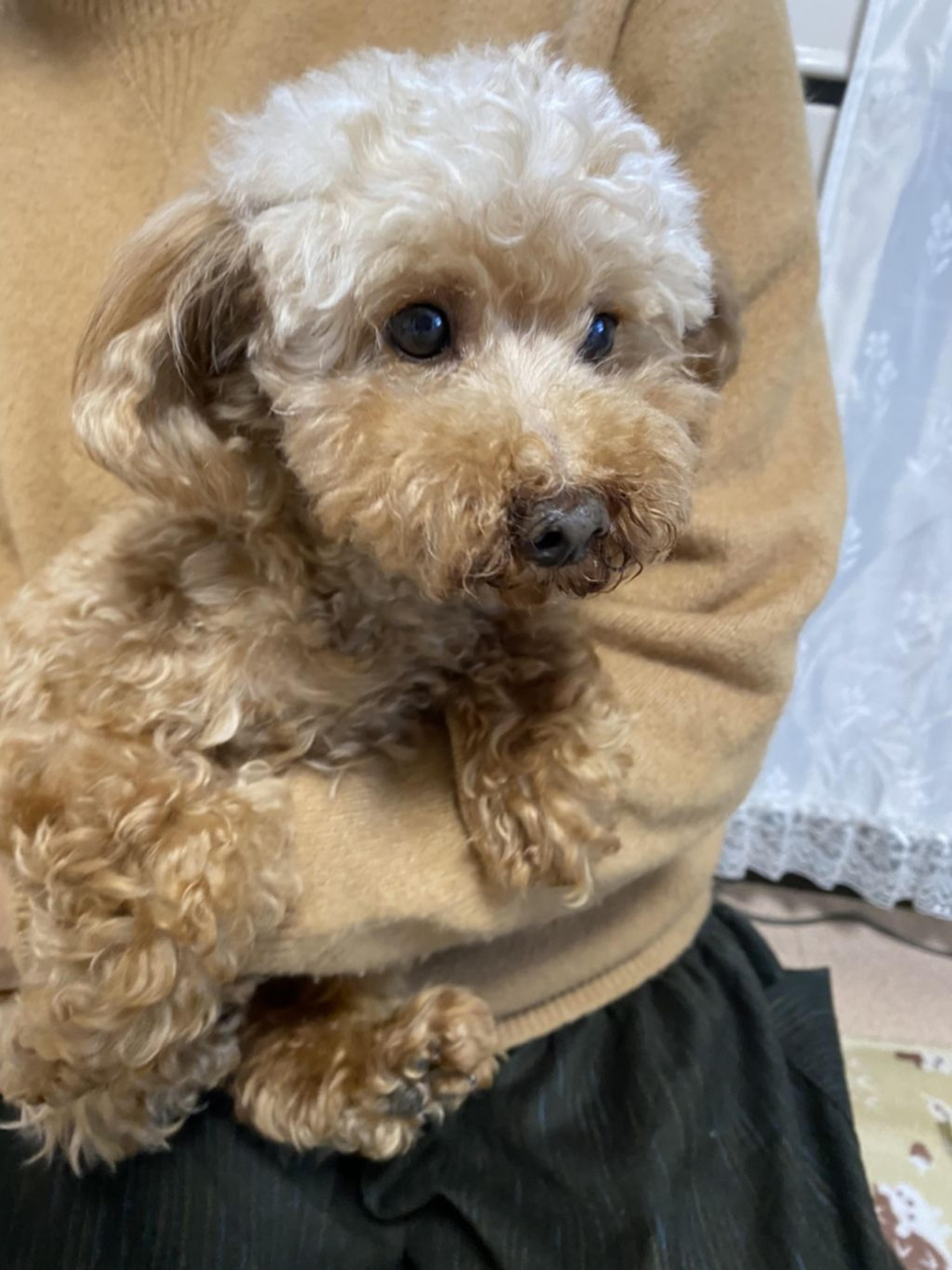 pet-image-2