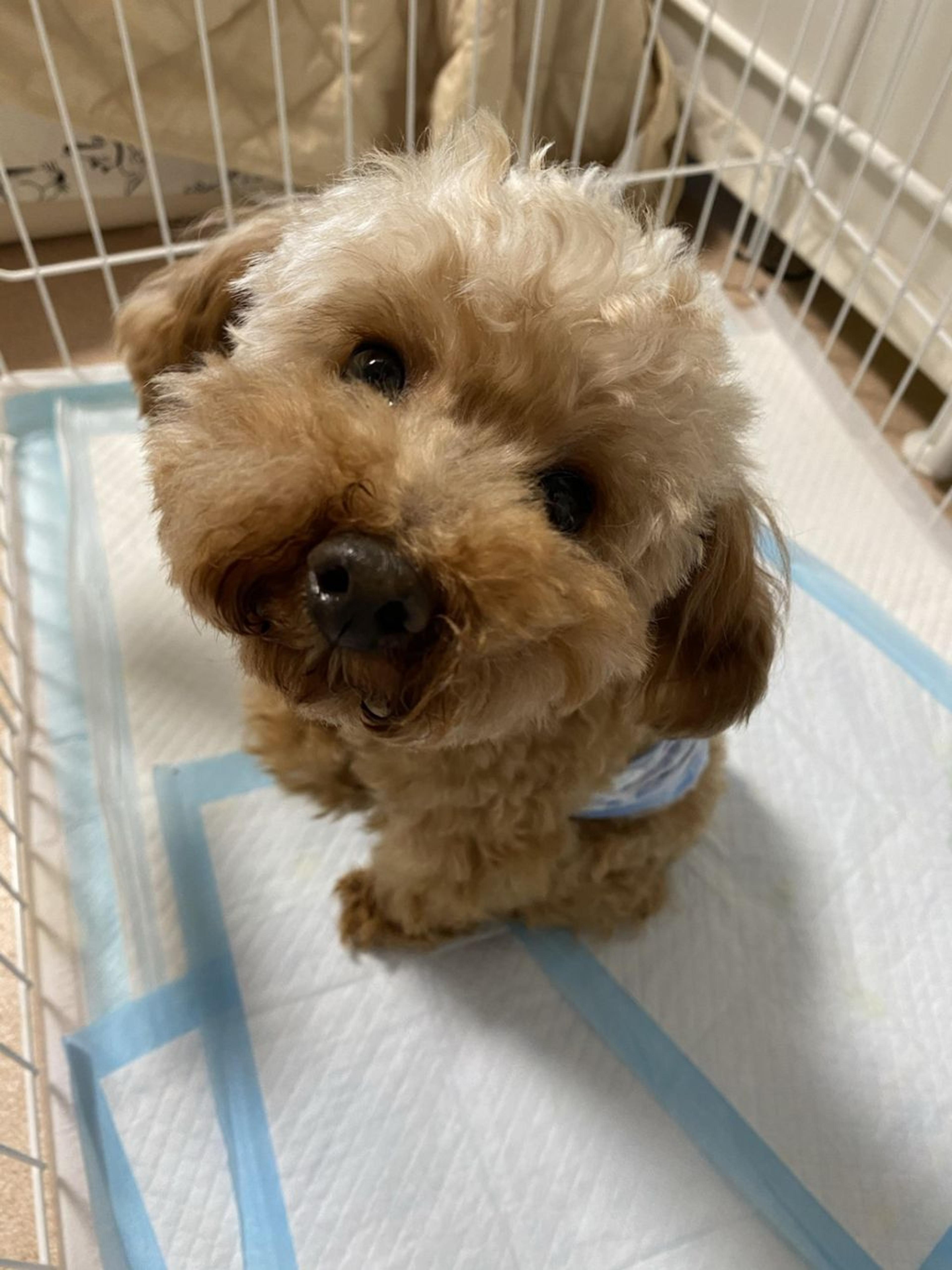 pet-image-3