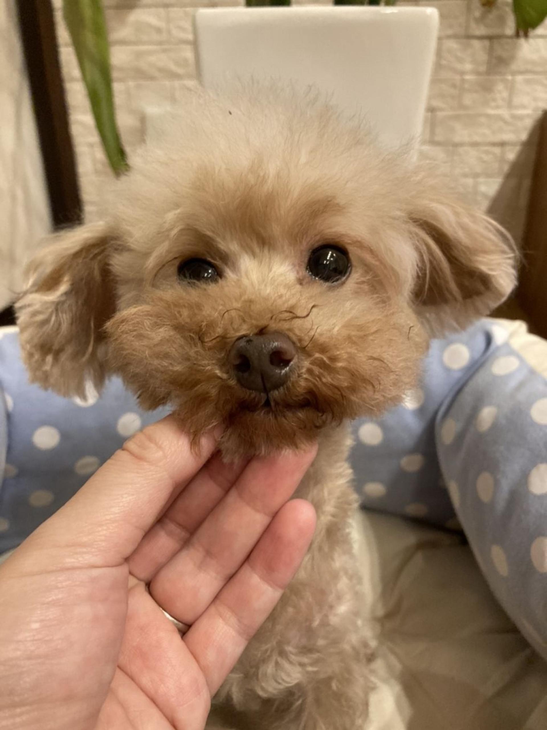 pet-image-2
