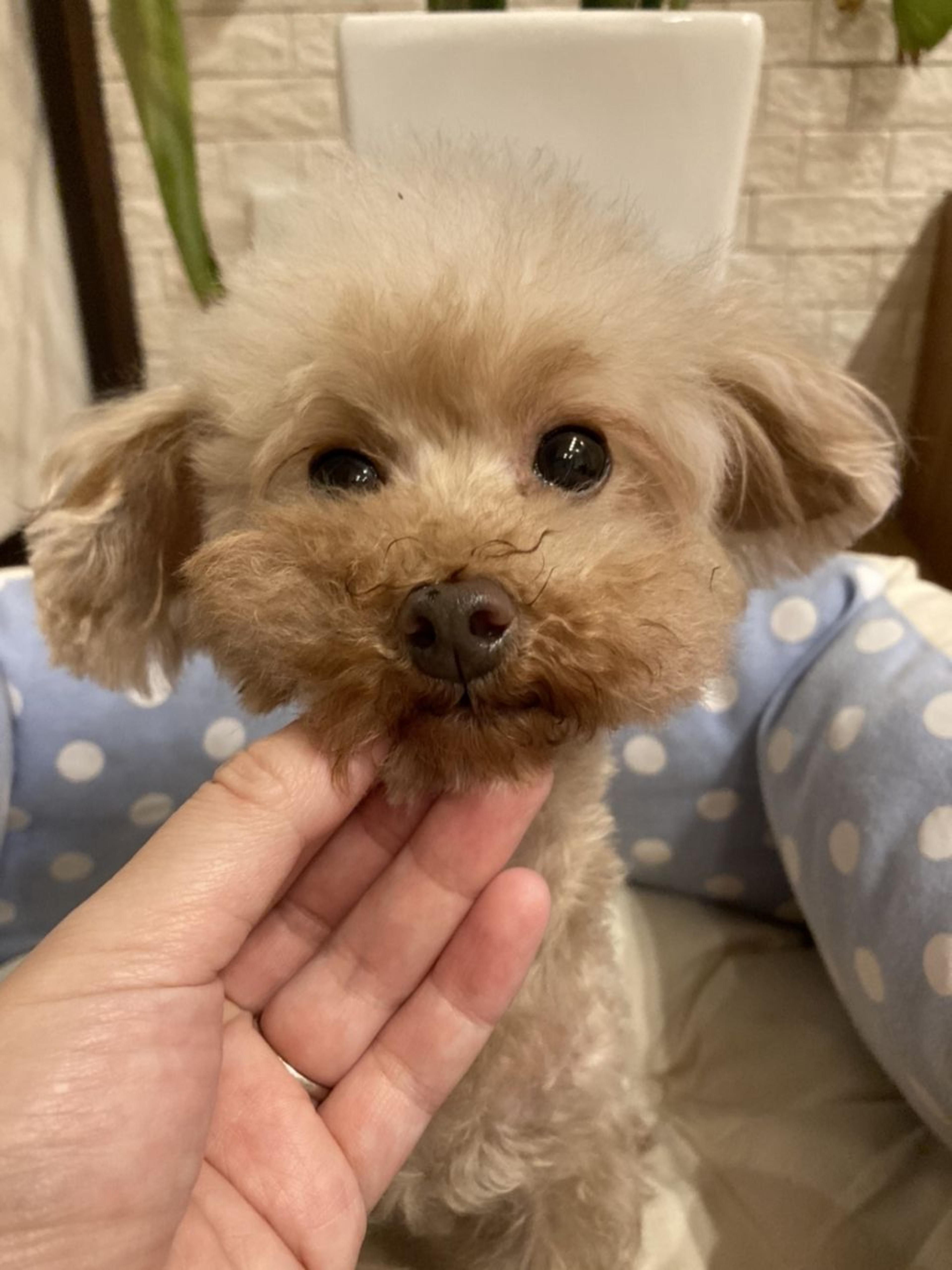 pet-image-2